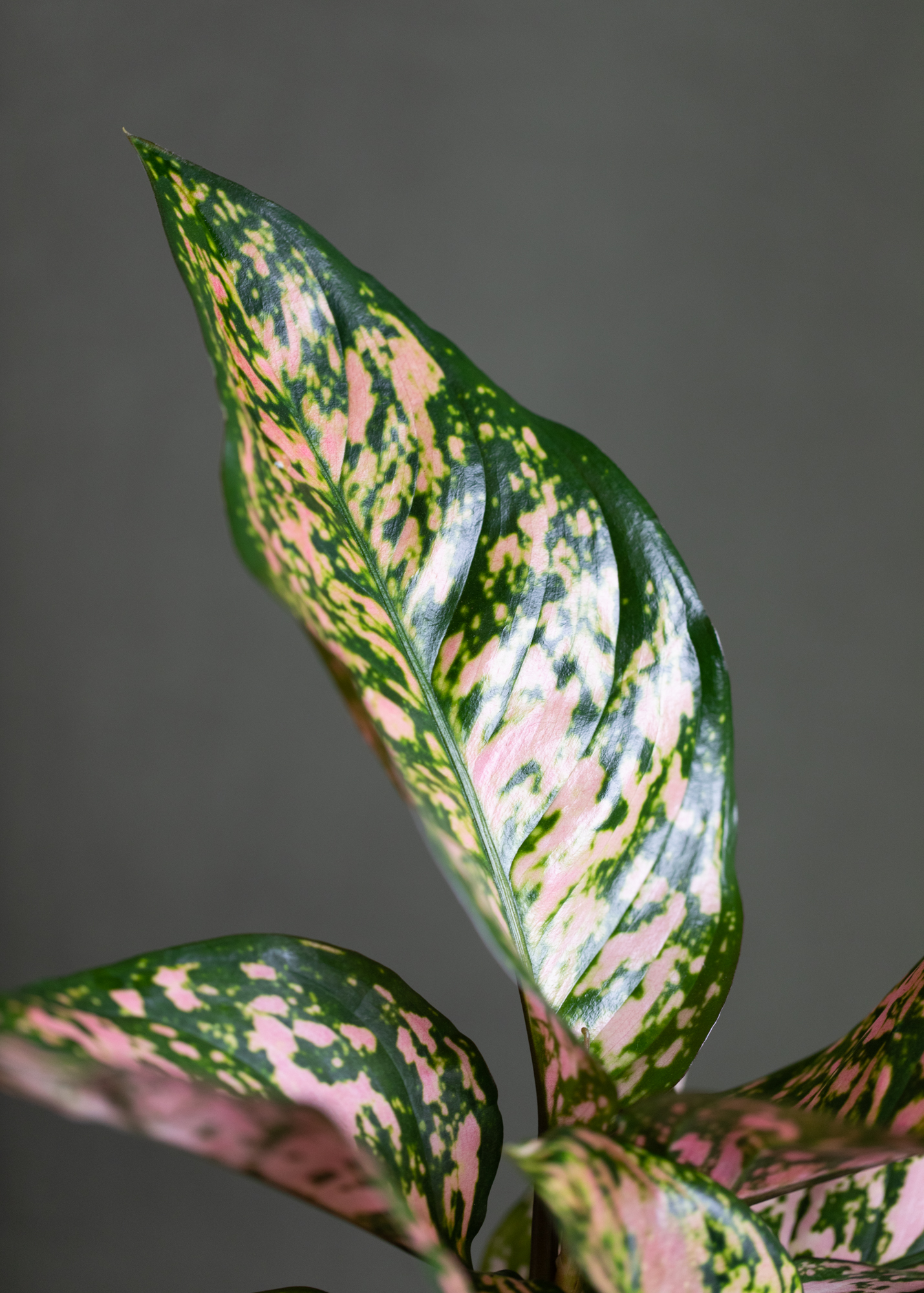 Aglaonema Pink Splash M