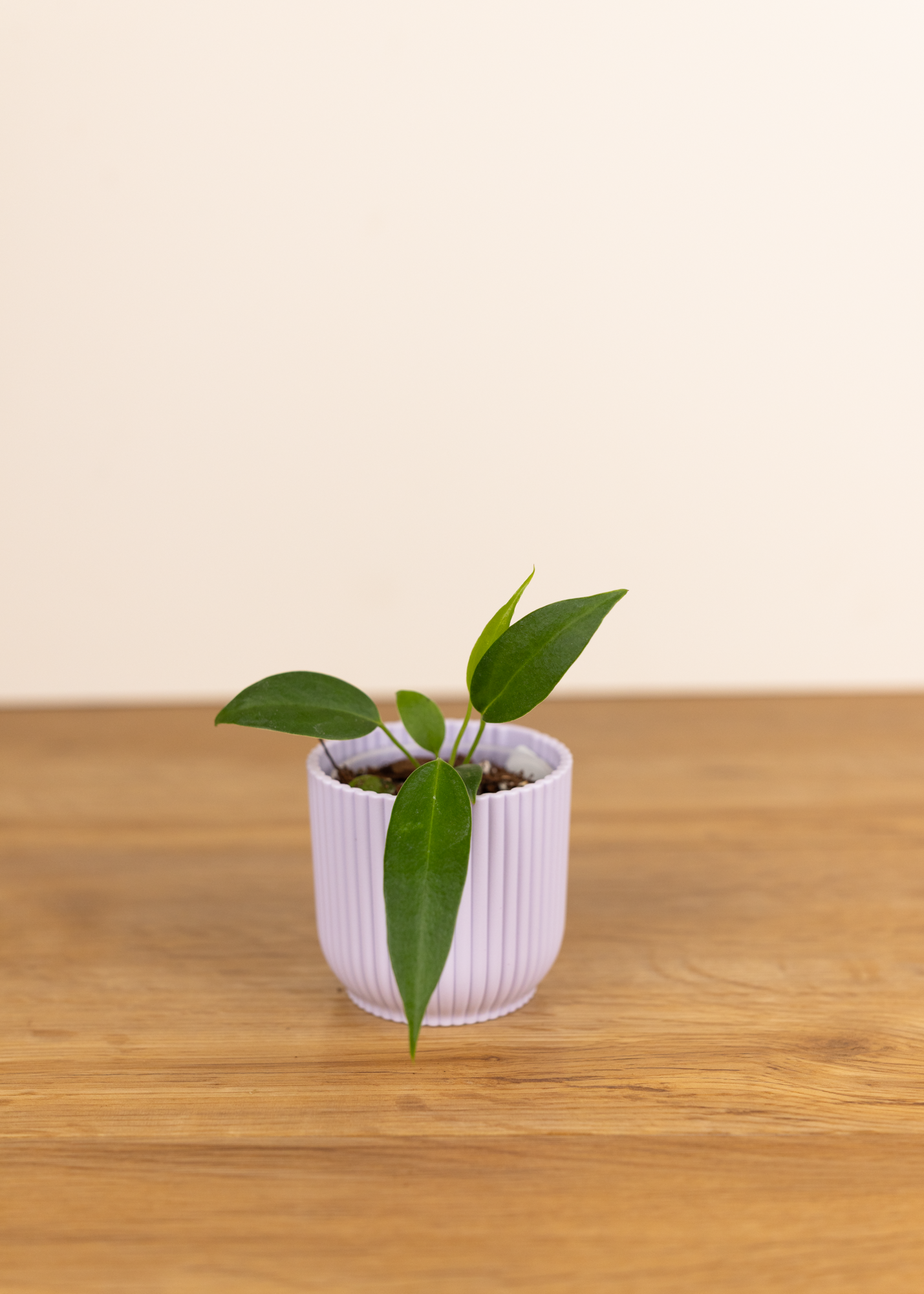 Anthurium wendlingeri XS