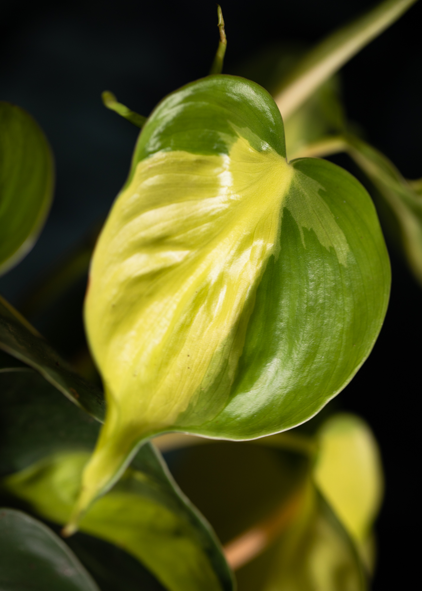 Philodendron Hederaceum var Oxycardium Brasil