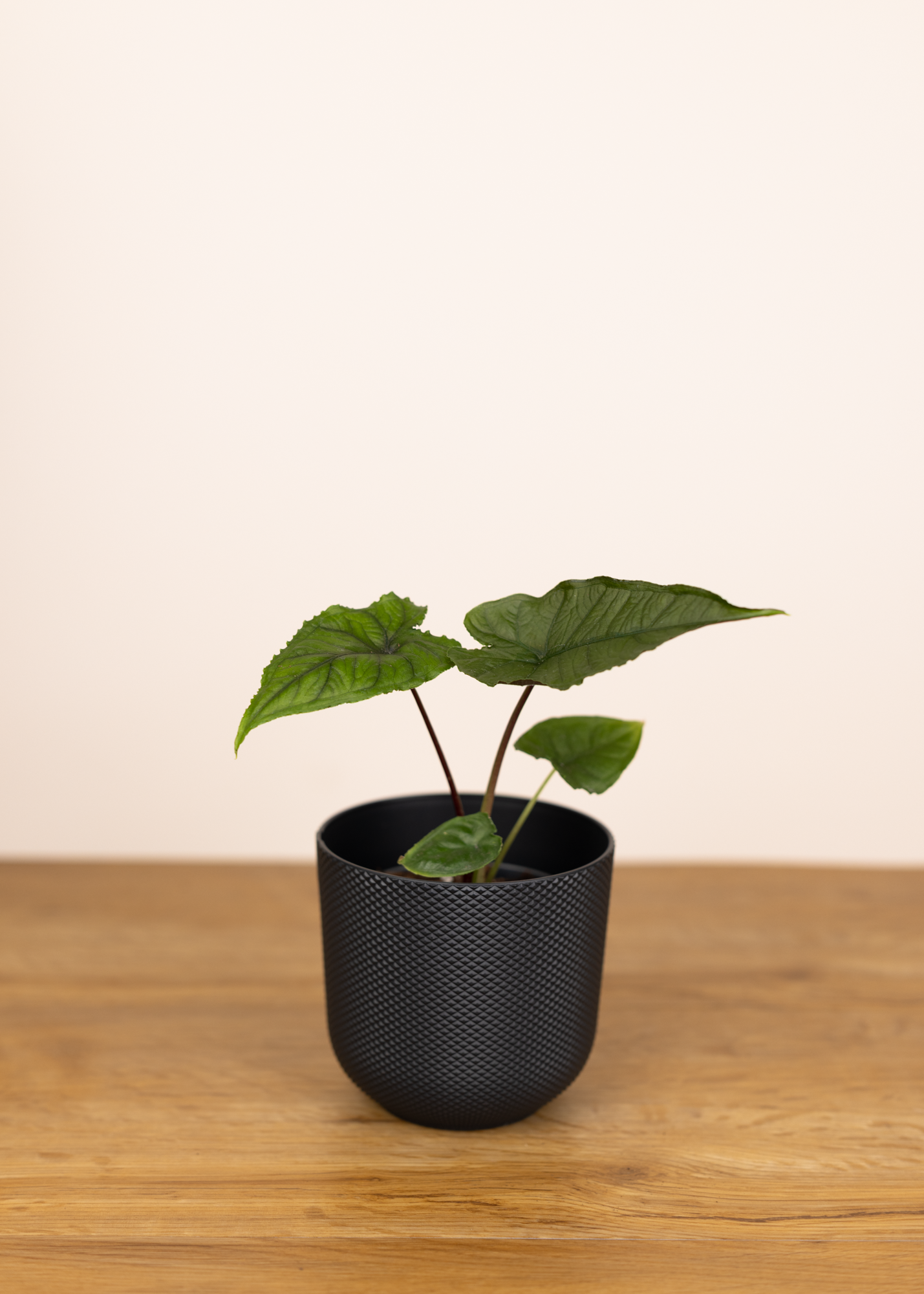 Alocasia olani