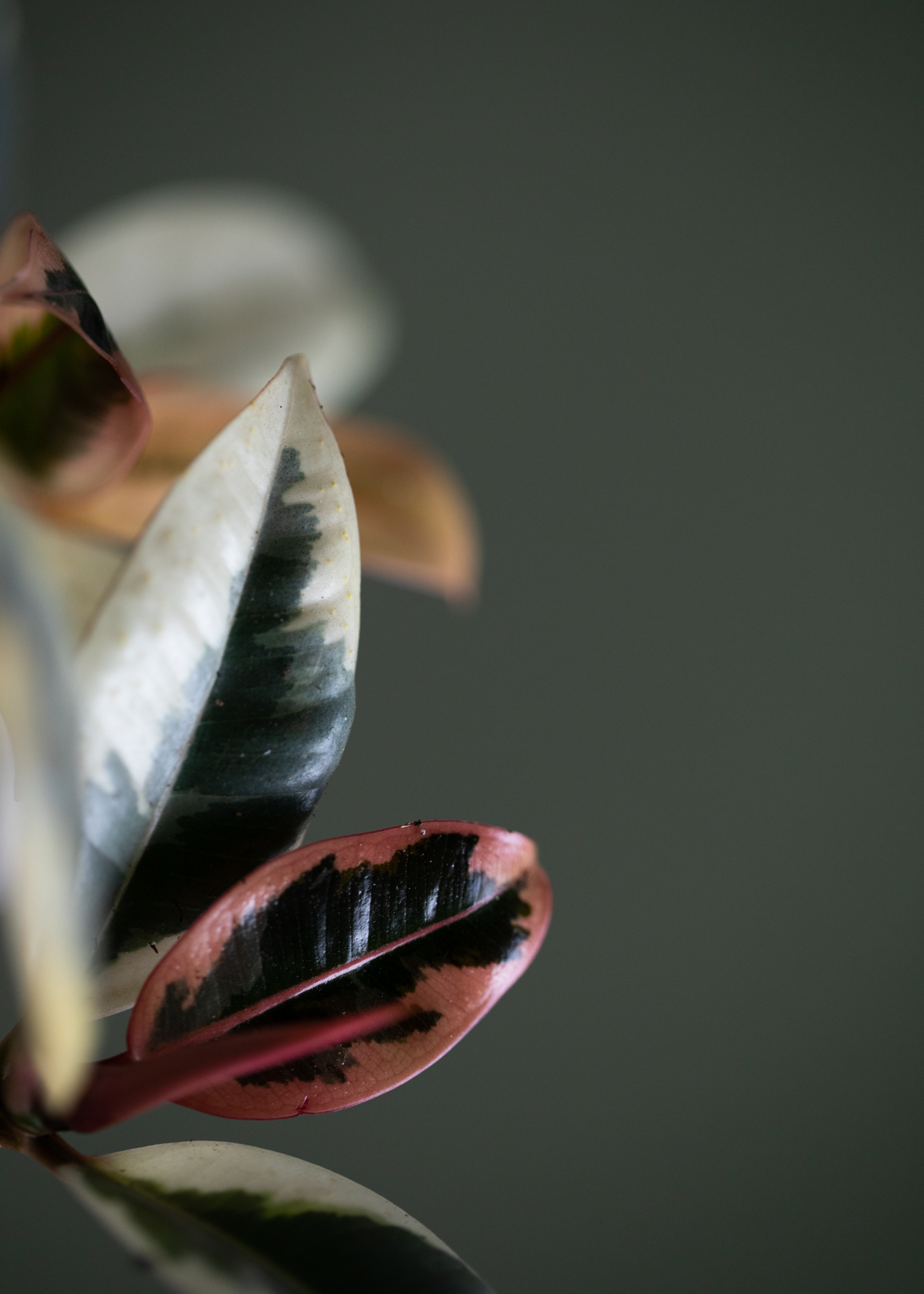 Ficus Elastica Tinke