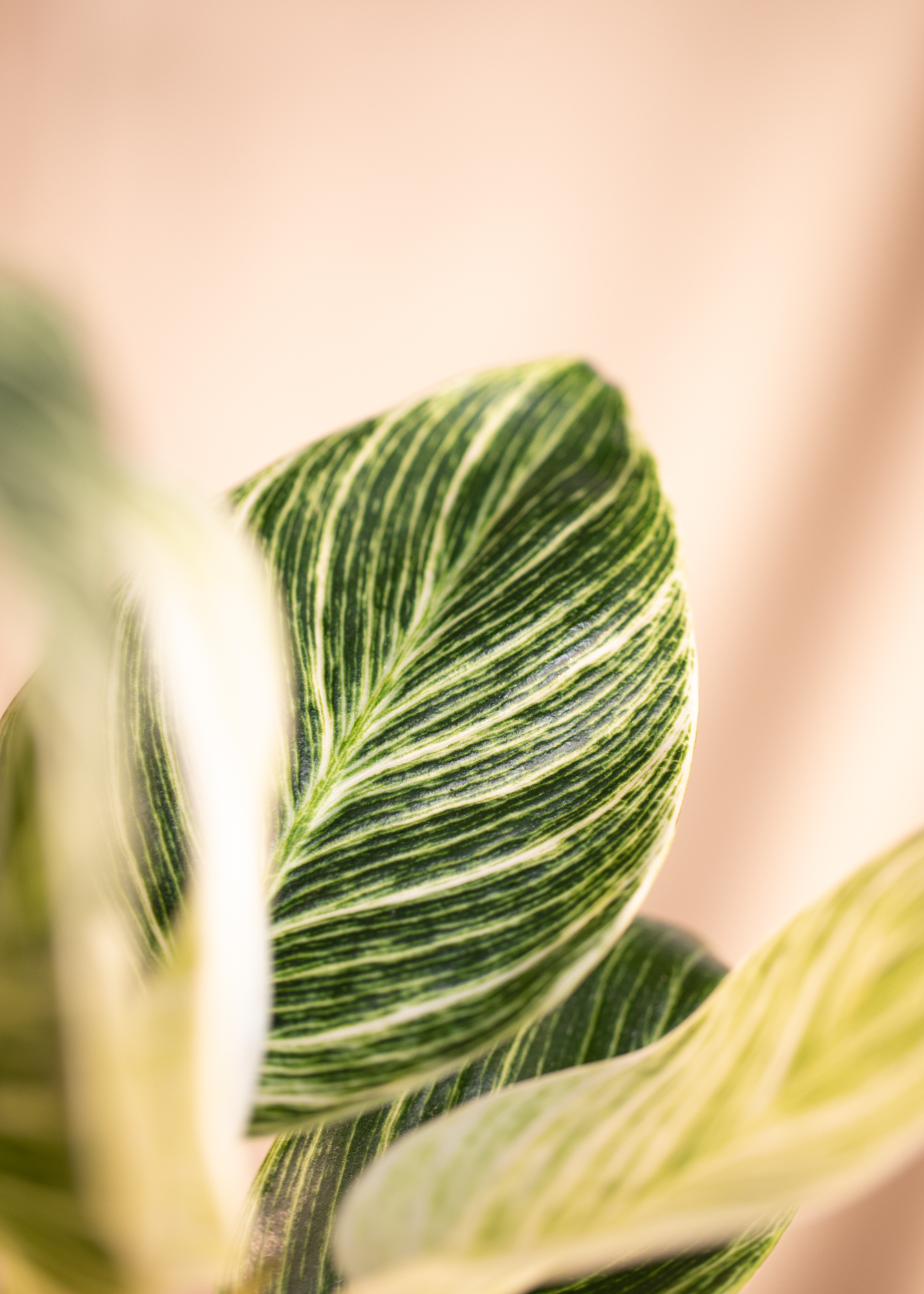 Philodendron Birkin Philodendron Birkin
