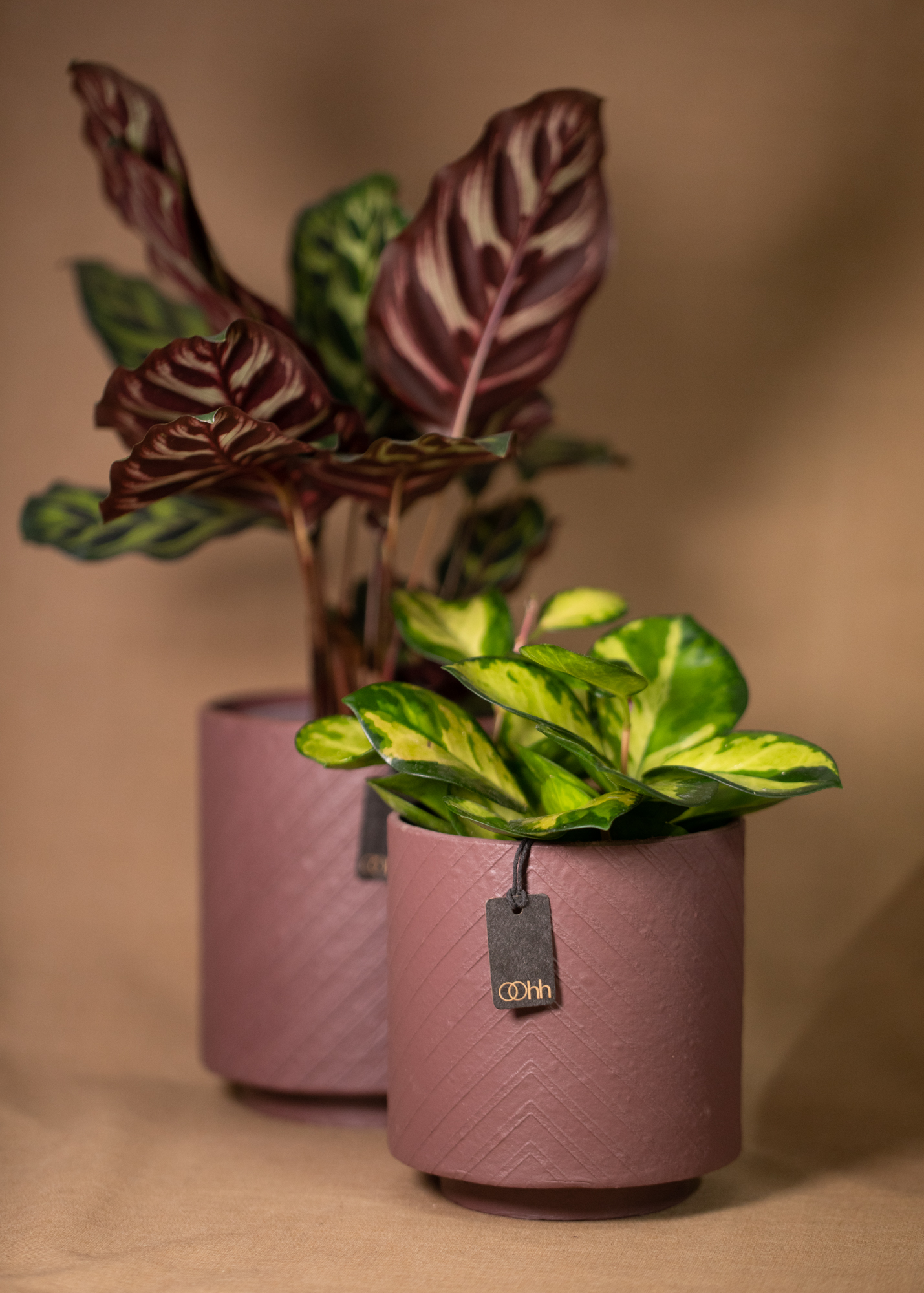 Louisiana pot, maroon Louisiana pot, maroon