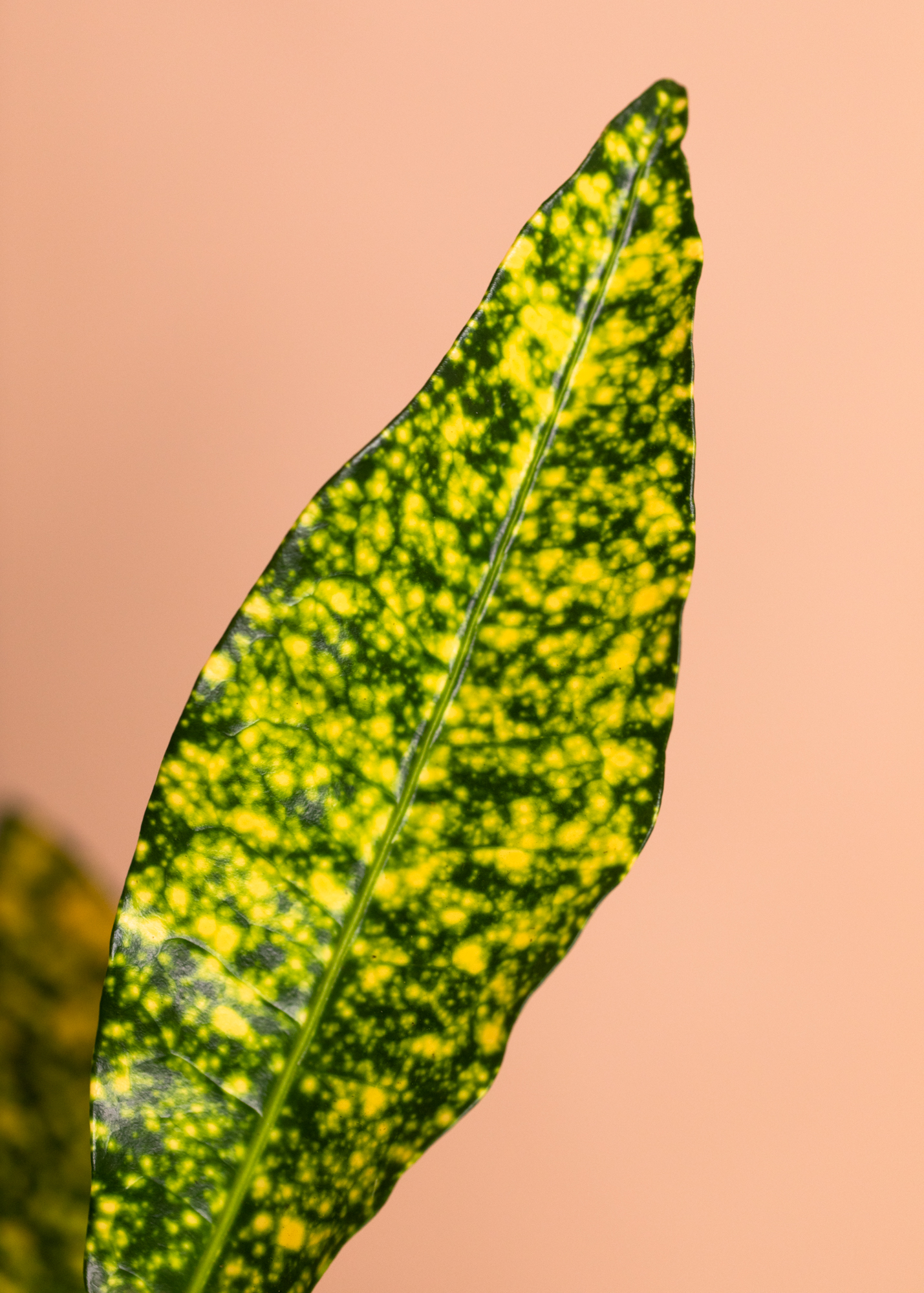 Codiaeum Variegatum