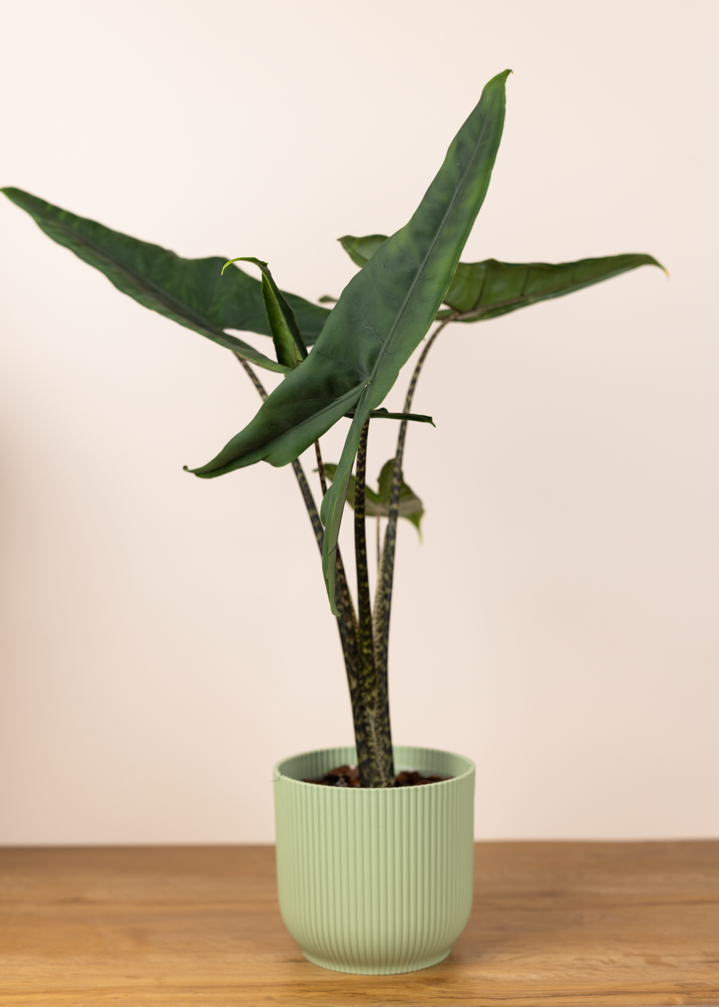 Alocasia tigrina