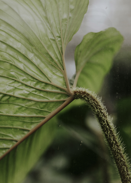 Philodendron Serpens