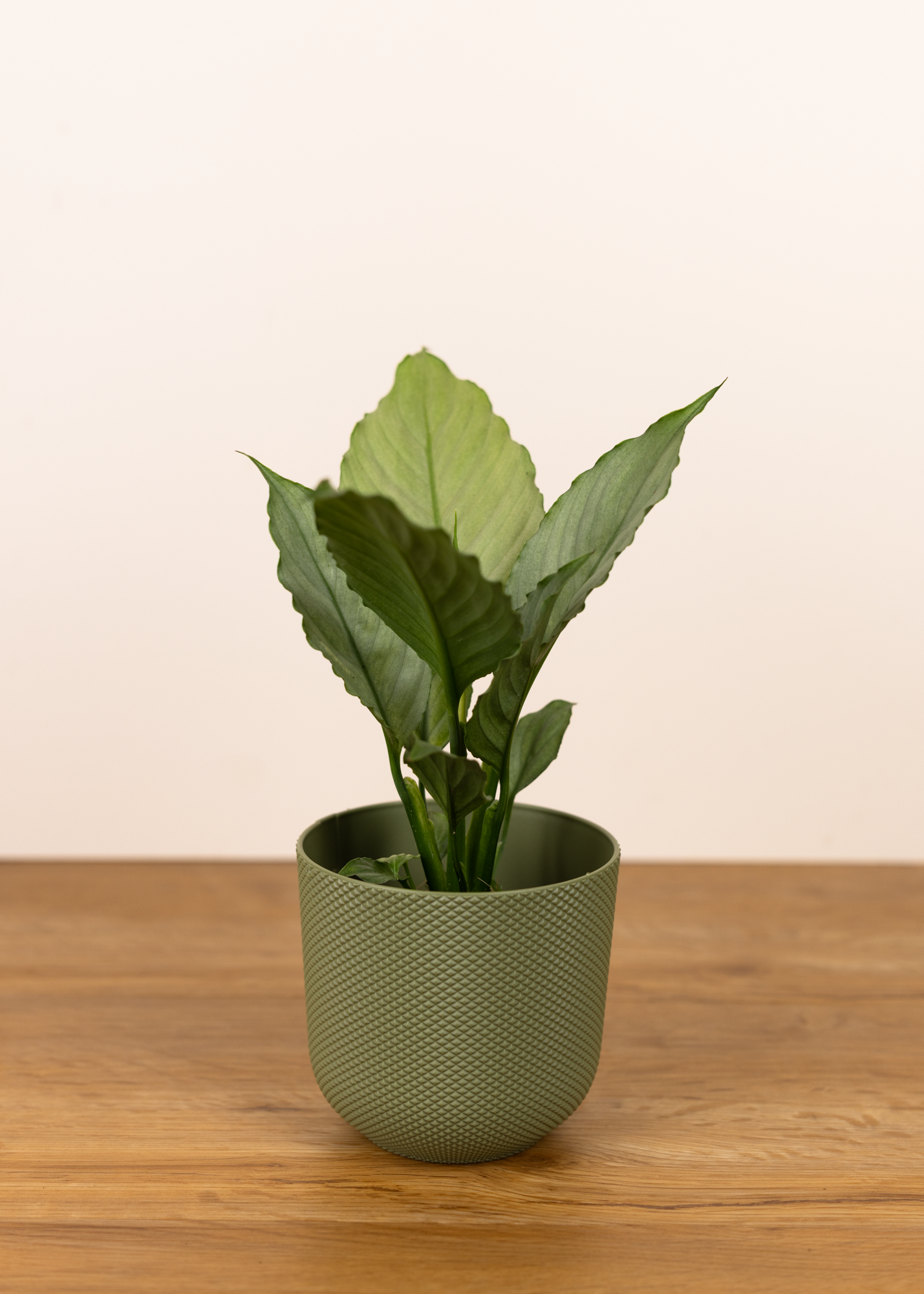 Spathiphyllum blue ice S