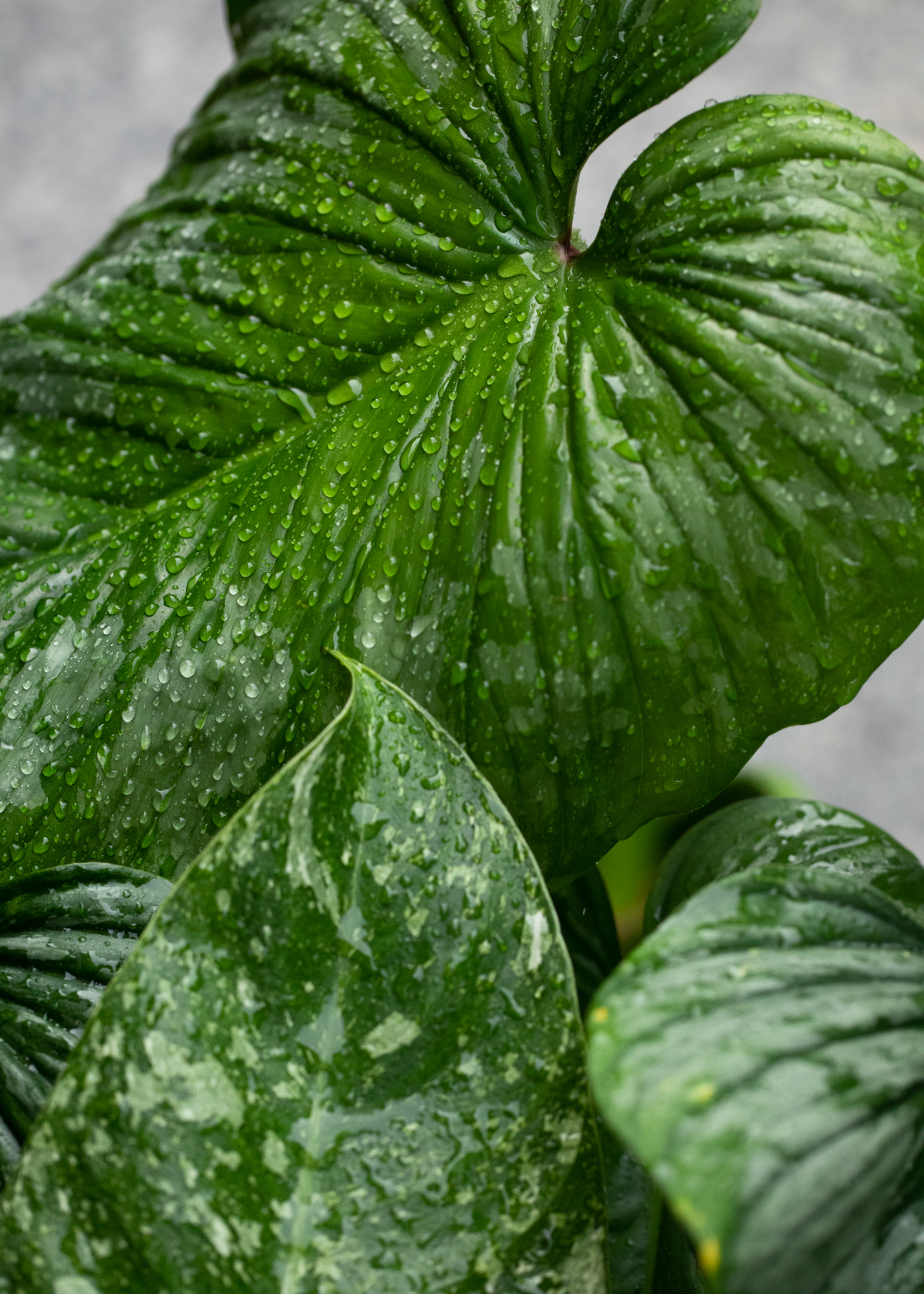 Philodendron Mamei Silver Cloud Philodendron Mamei Silver Cloud