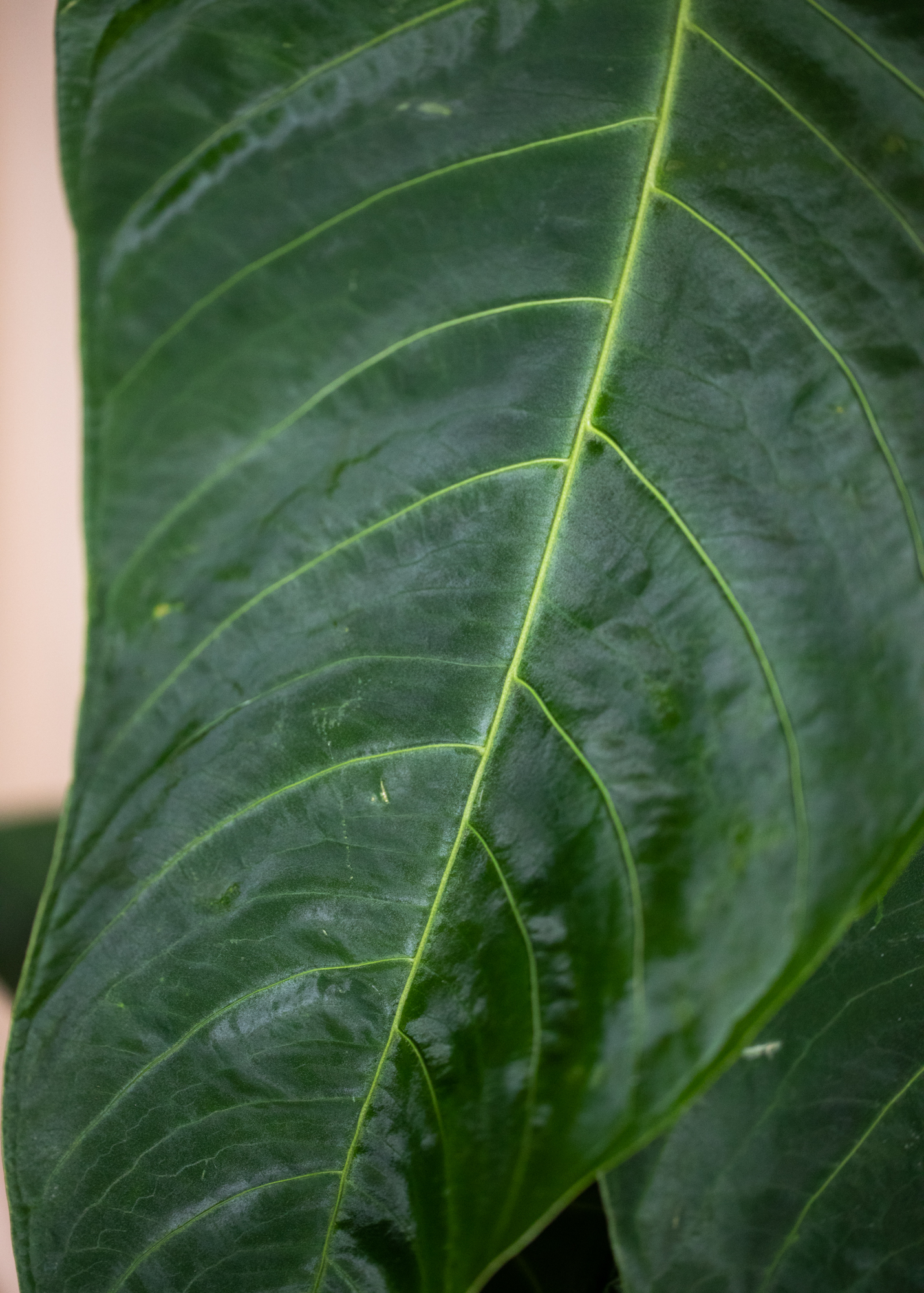 Anthurium Queremalense