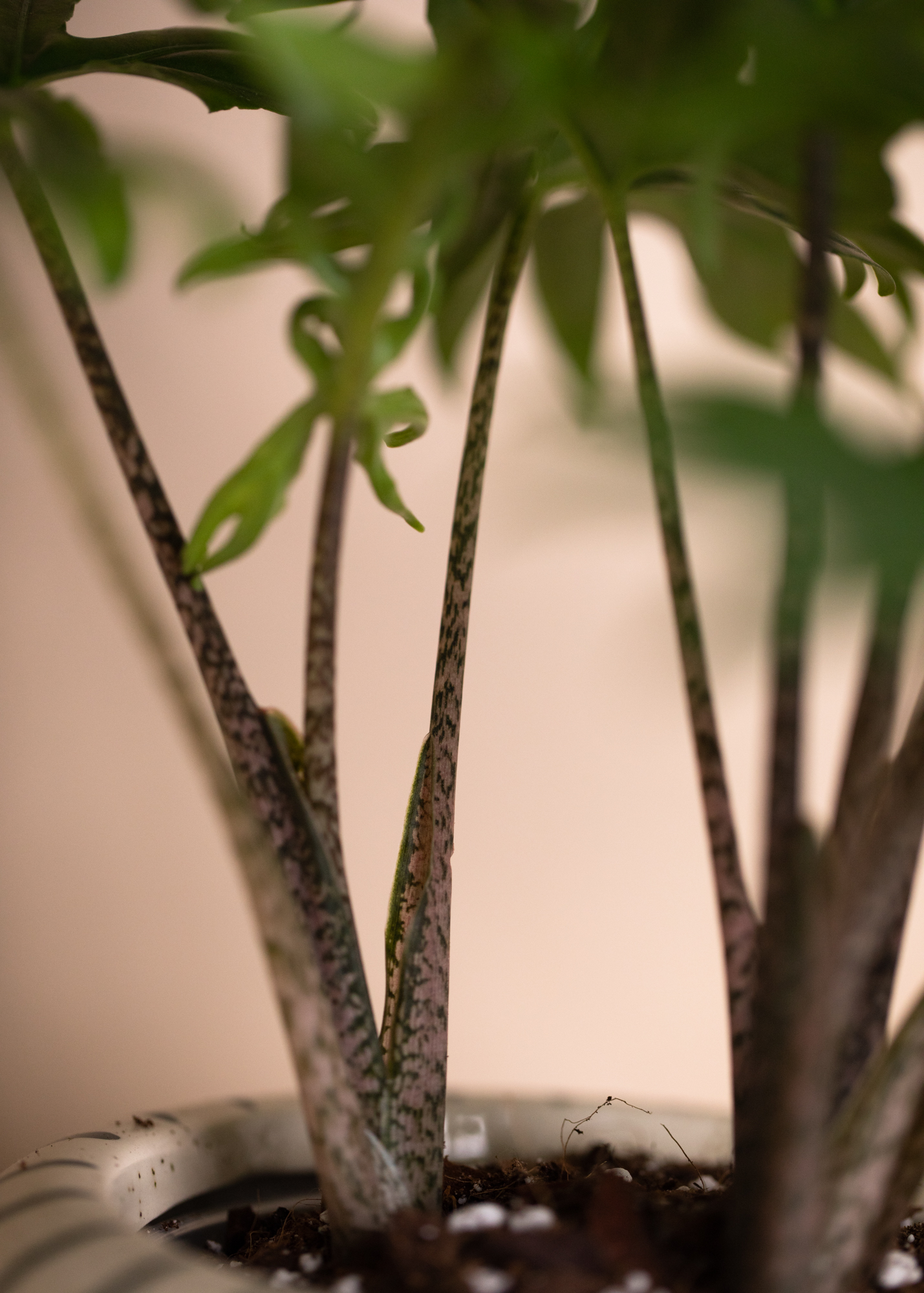 Alocasia Brancifolia