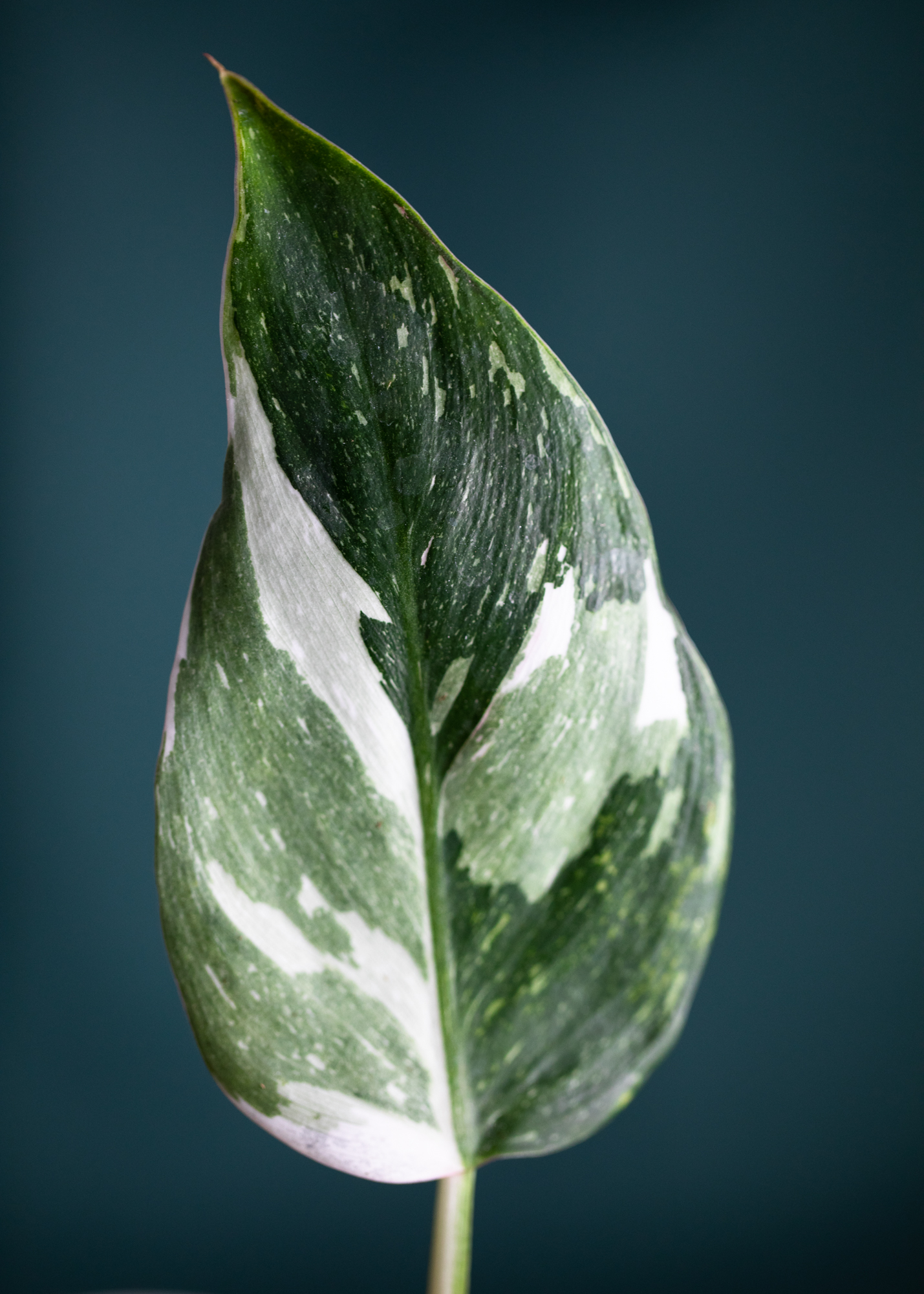 Philodendron White Princess