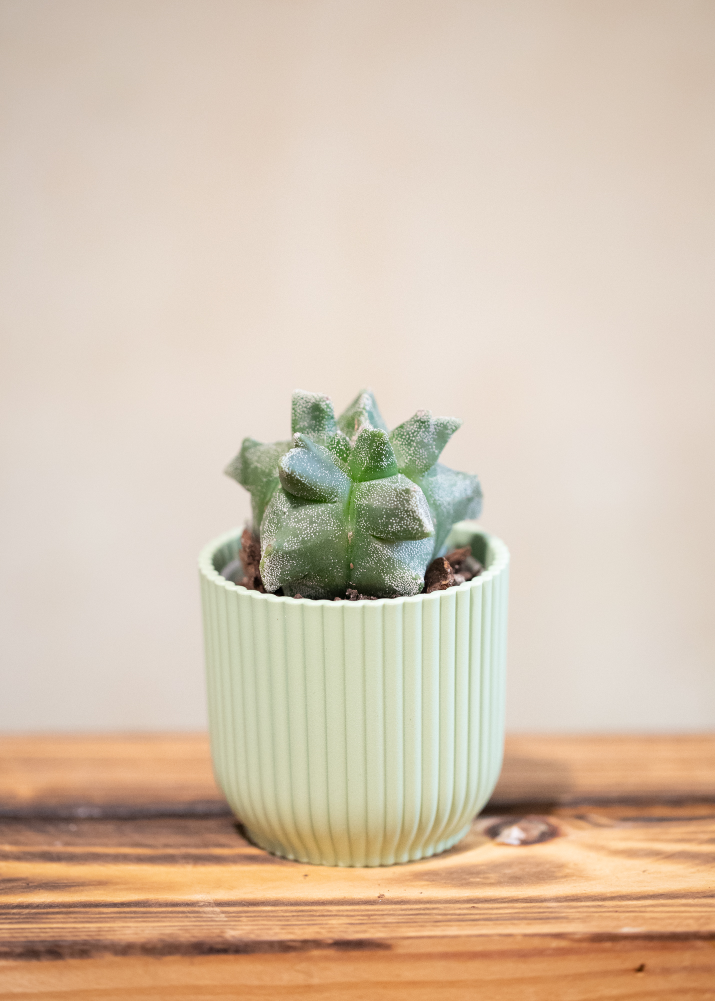 Astrophytum myriostigma 'Kikko'