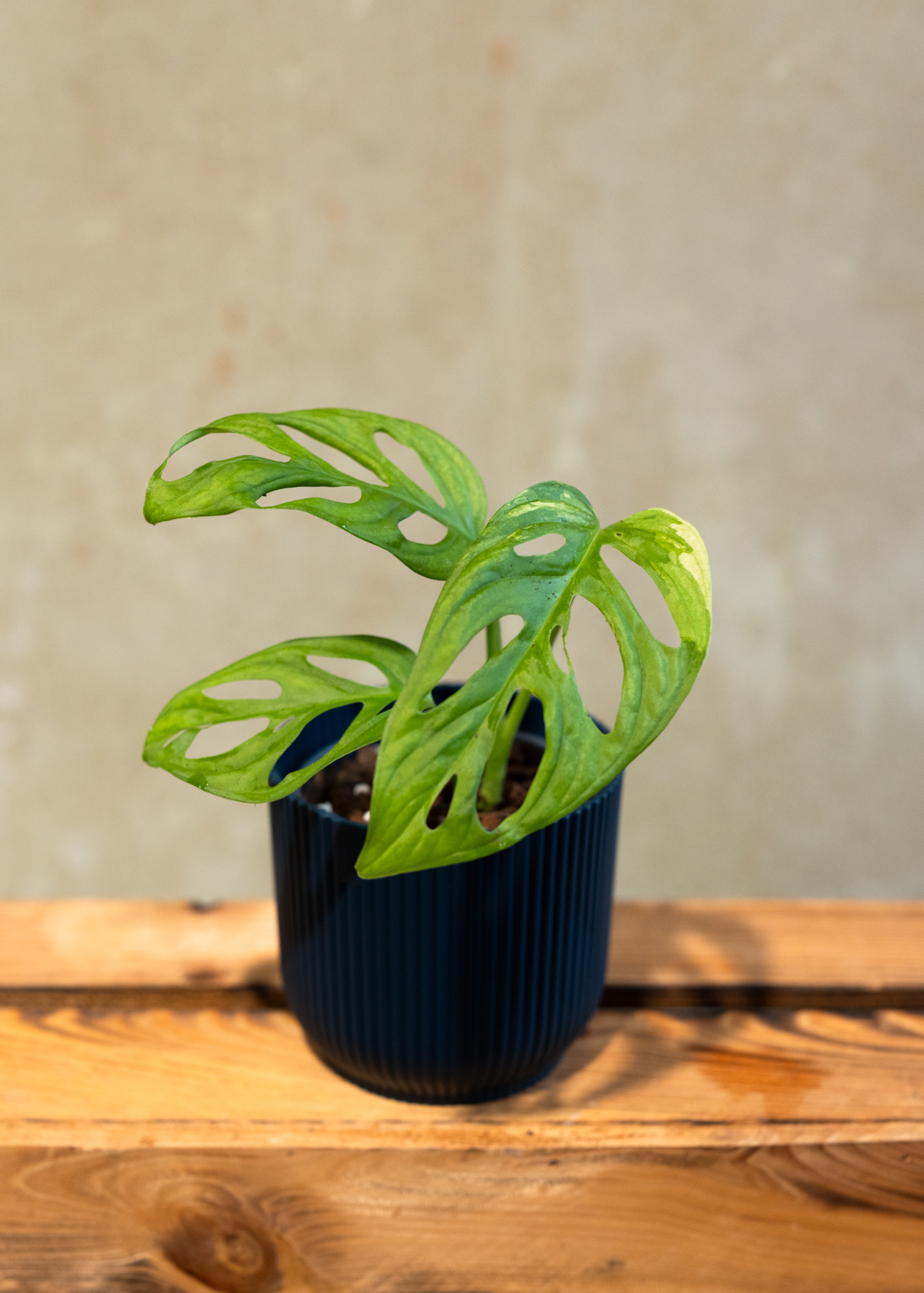 Monstera adansonii variegata 1