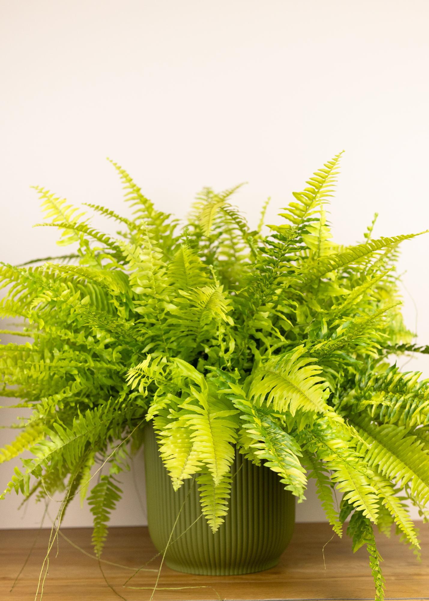 Nephrolepis exalata variegata