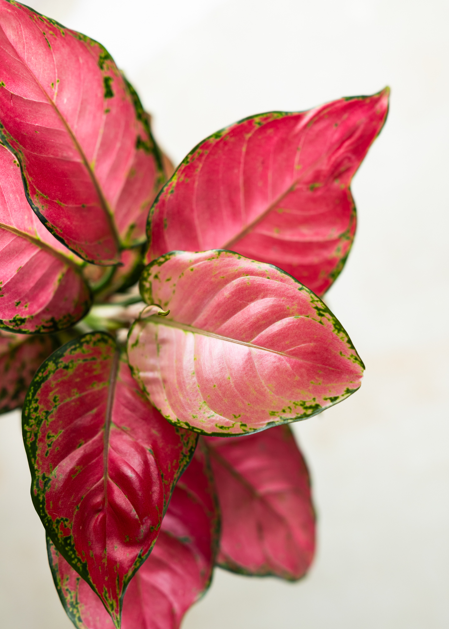 Aglaonema pink anyamanee