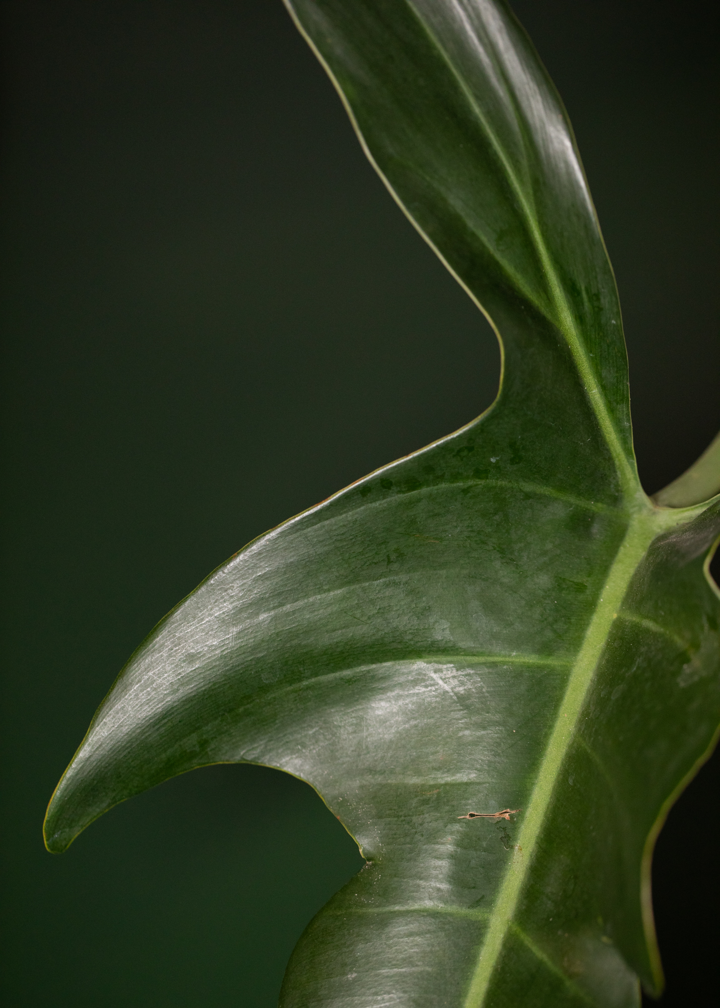 Philodendron Jerry Horne Philodendron Jerry Horne
