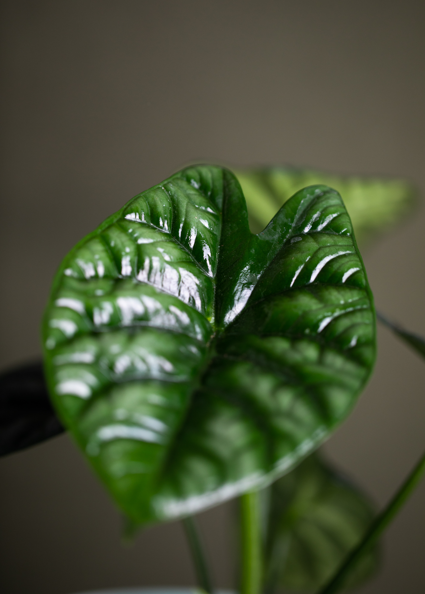 Alocasia Sinuata