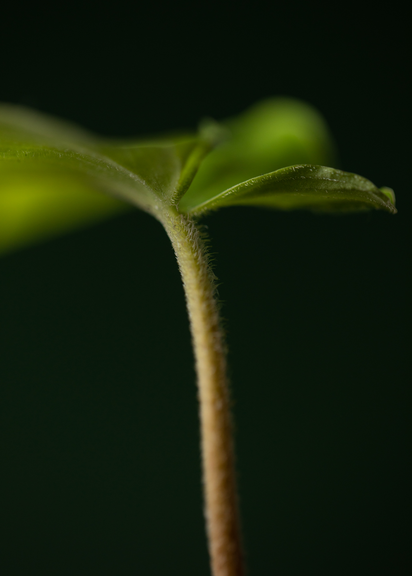 Adelonema Picturatum aff. Adelonema Picturatum aff.