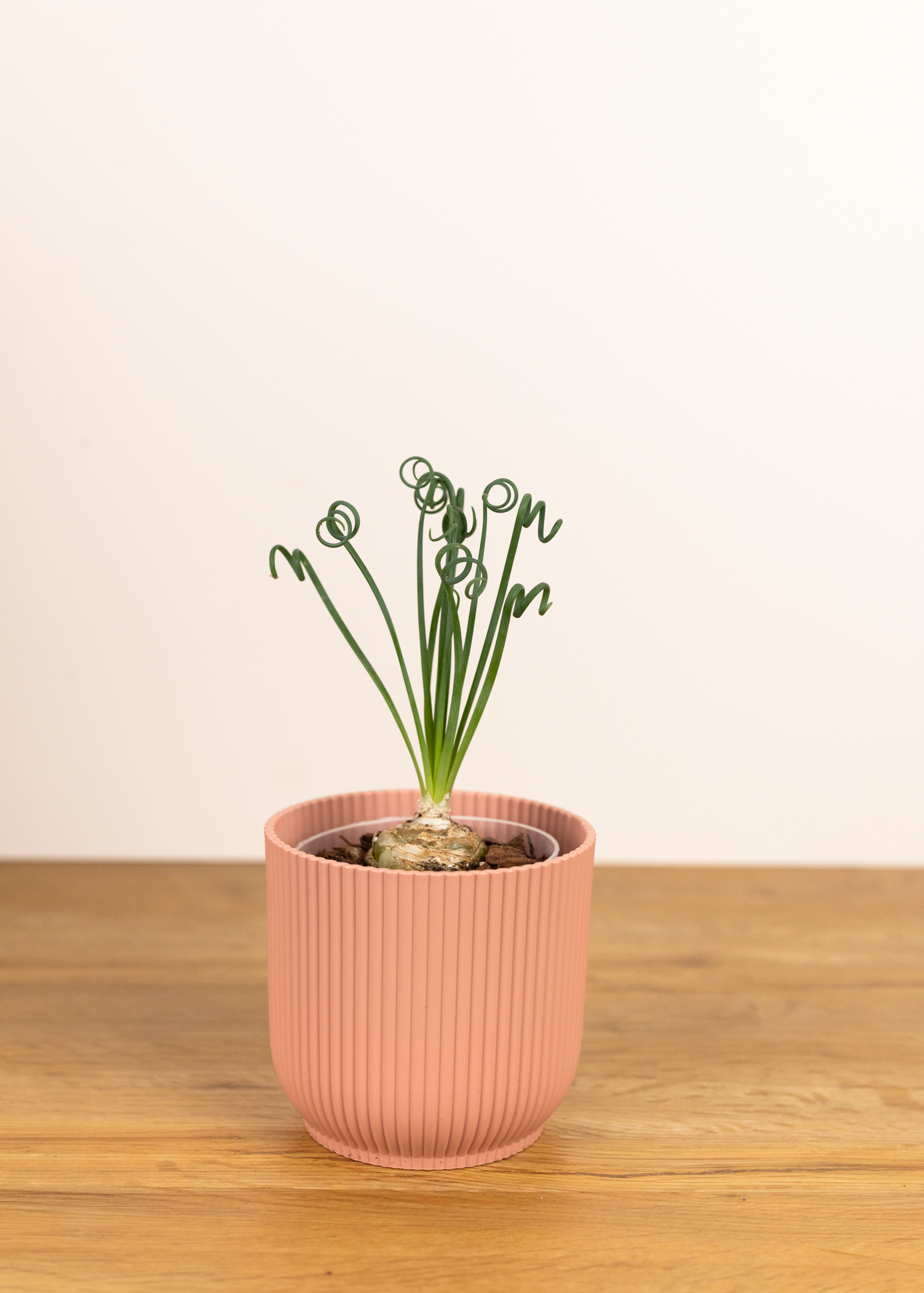 Albuca spiralis