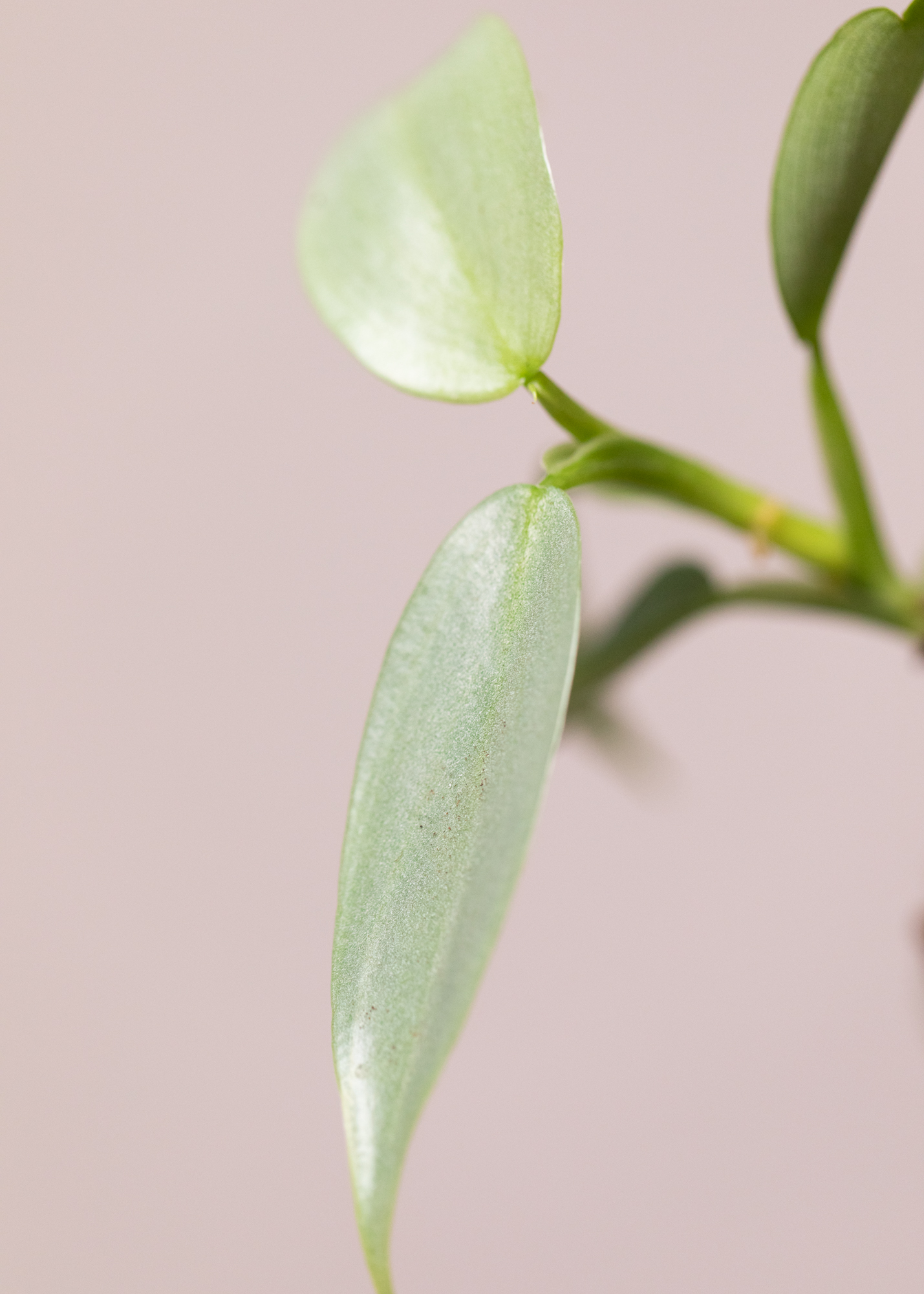 Philodendron Hastatum