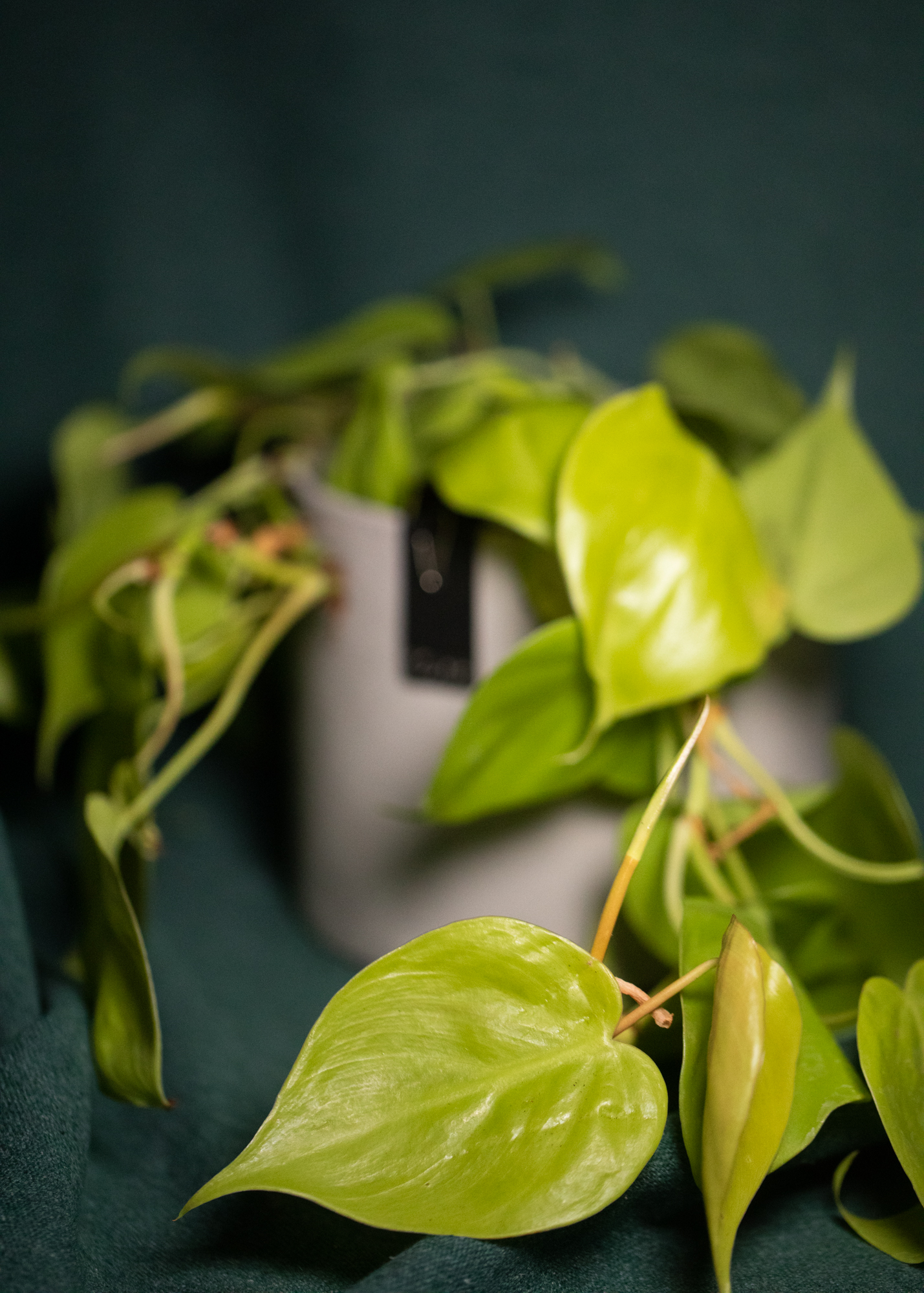 Philodendron Hederaceum var Oxycardium Lemon Lime Philodendron Hederaceum var Oxycardium Lemon Lime