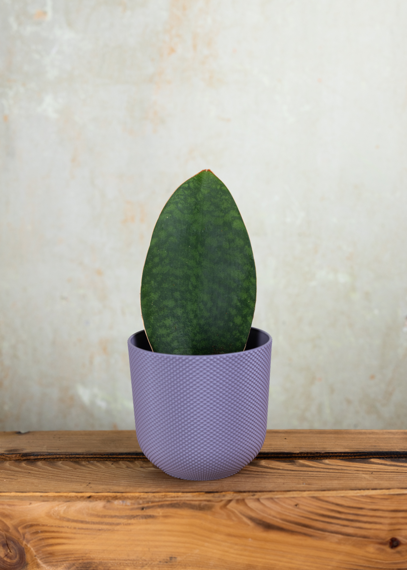 Sansevieria masoniana