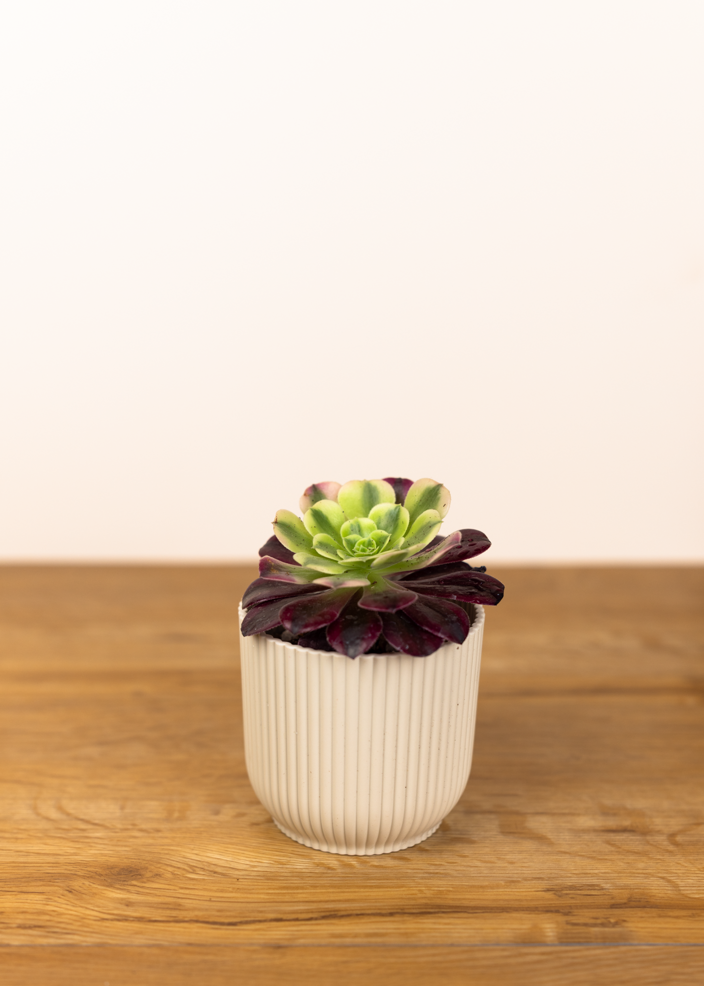 Aeonium pink witch