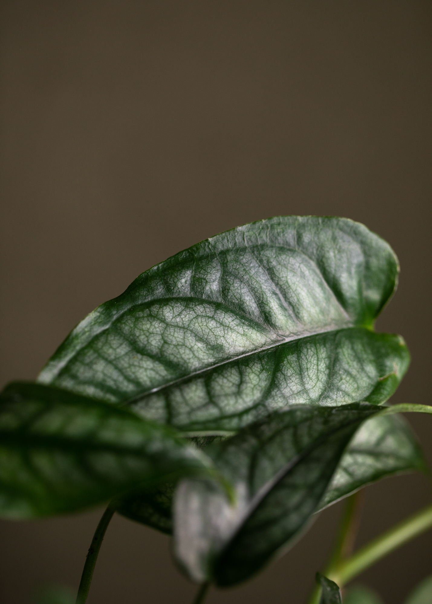 Monstera Siltepecana