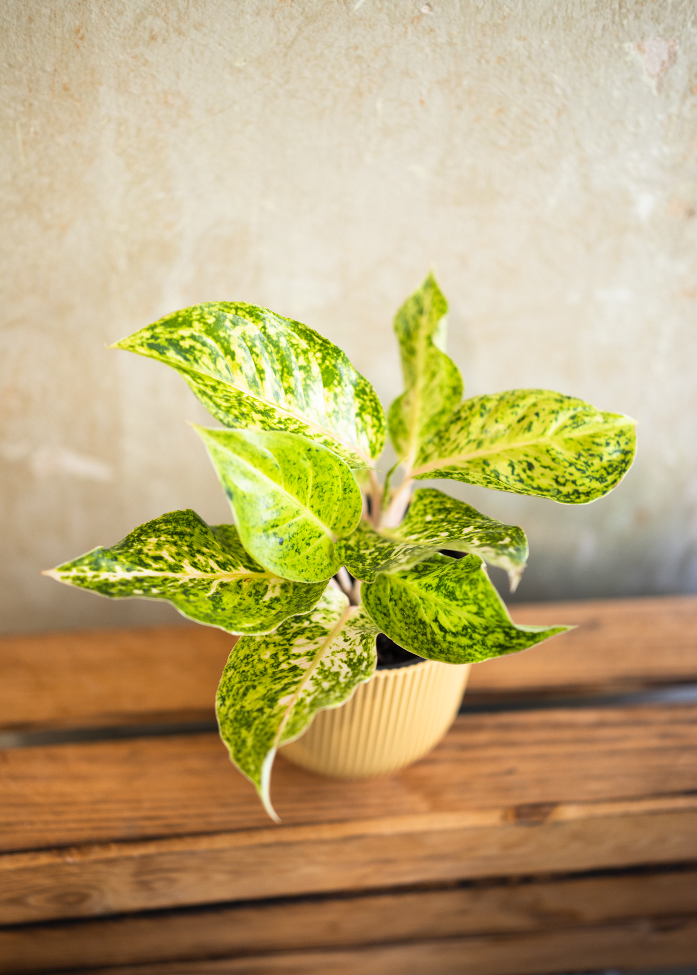 Aglaonema white laksap