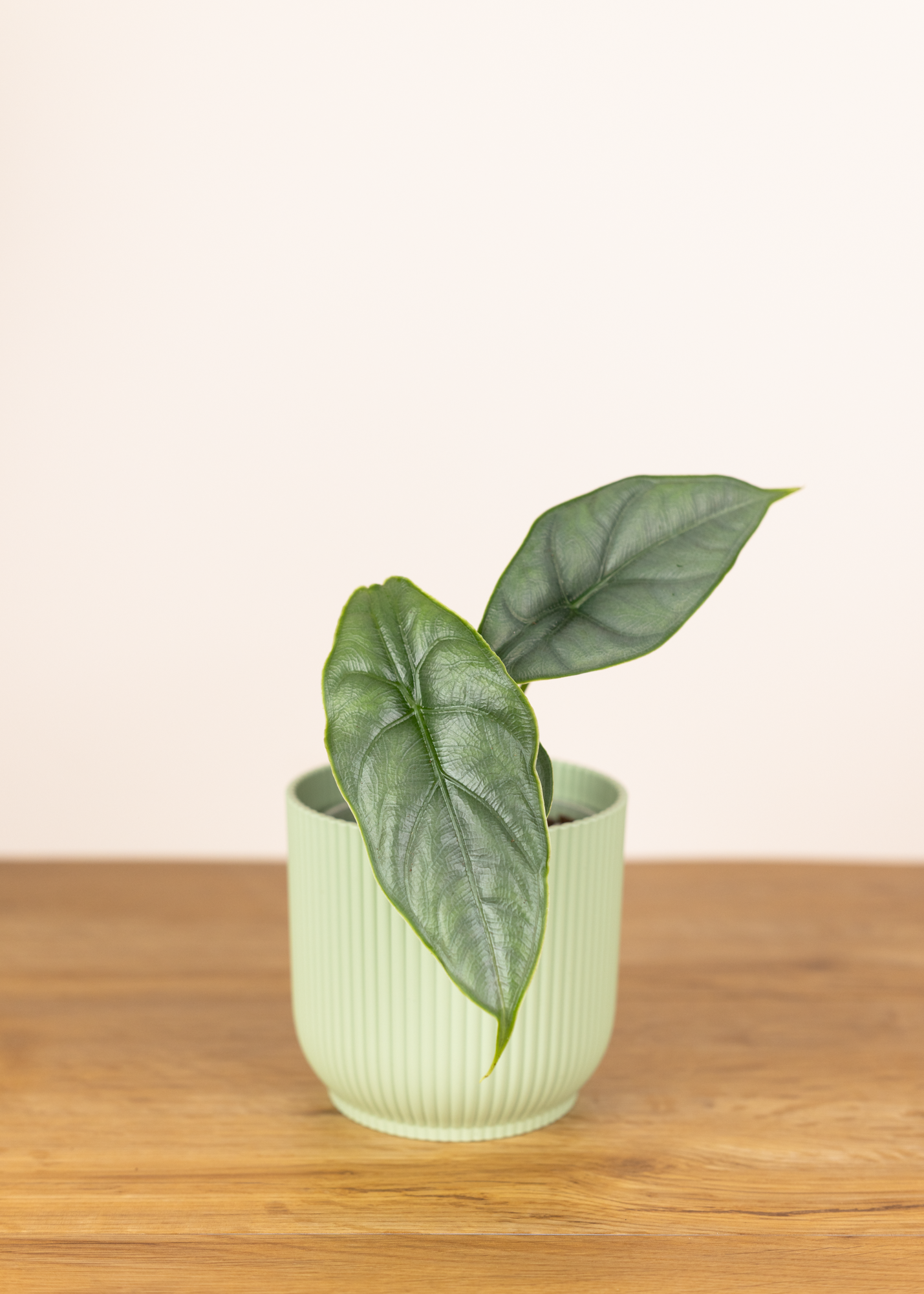 Alocasia puncak borneensis