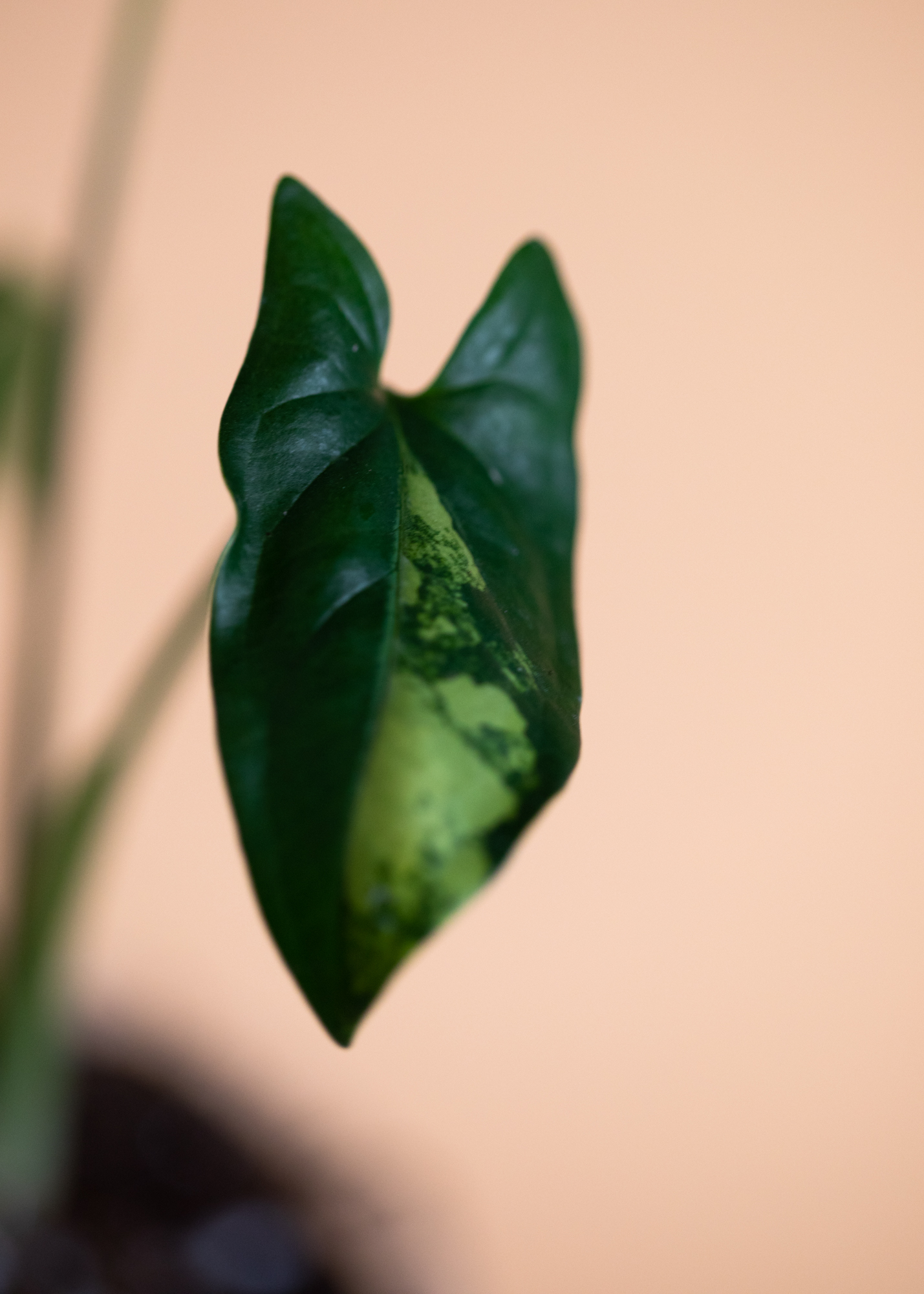 Syngonium Podophyllum Aurea Variegata 3