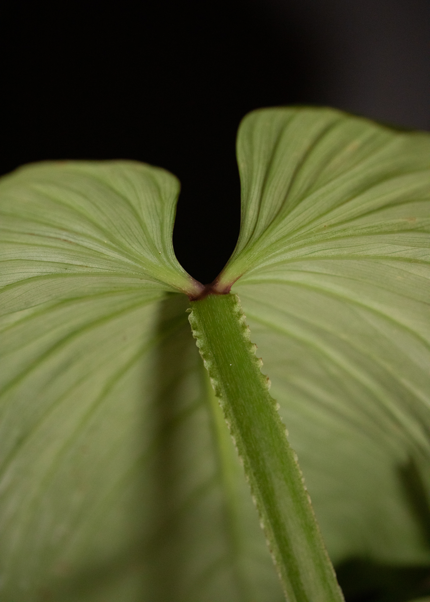 Philodendron Mamei Silver Cloud Philodendron Mamei Silver Cloud