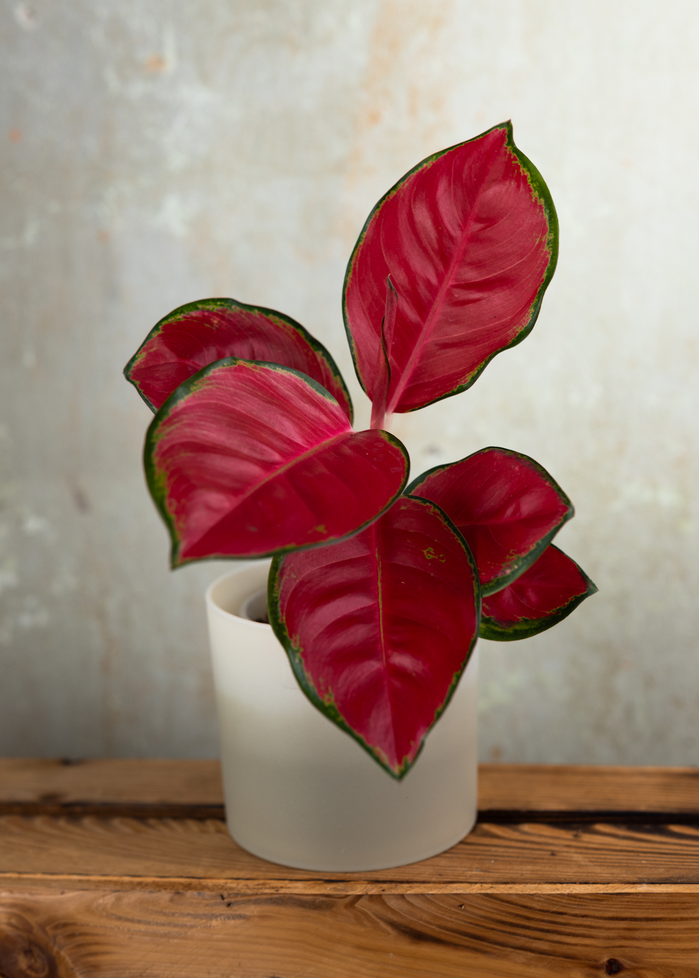 Aglaonema red cochin