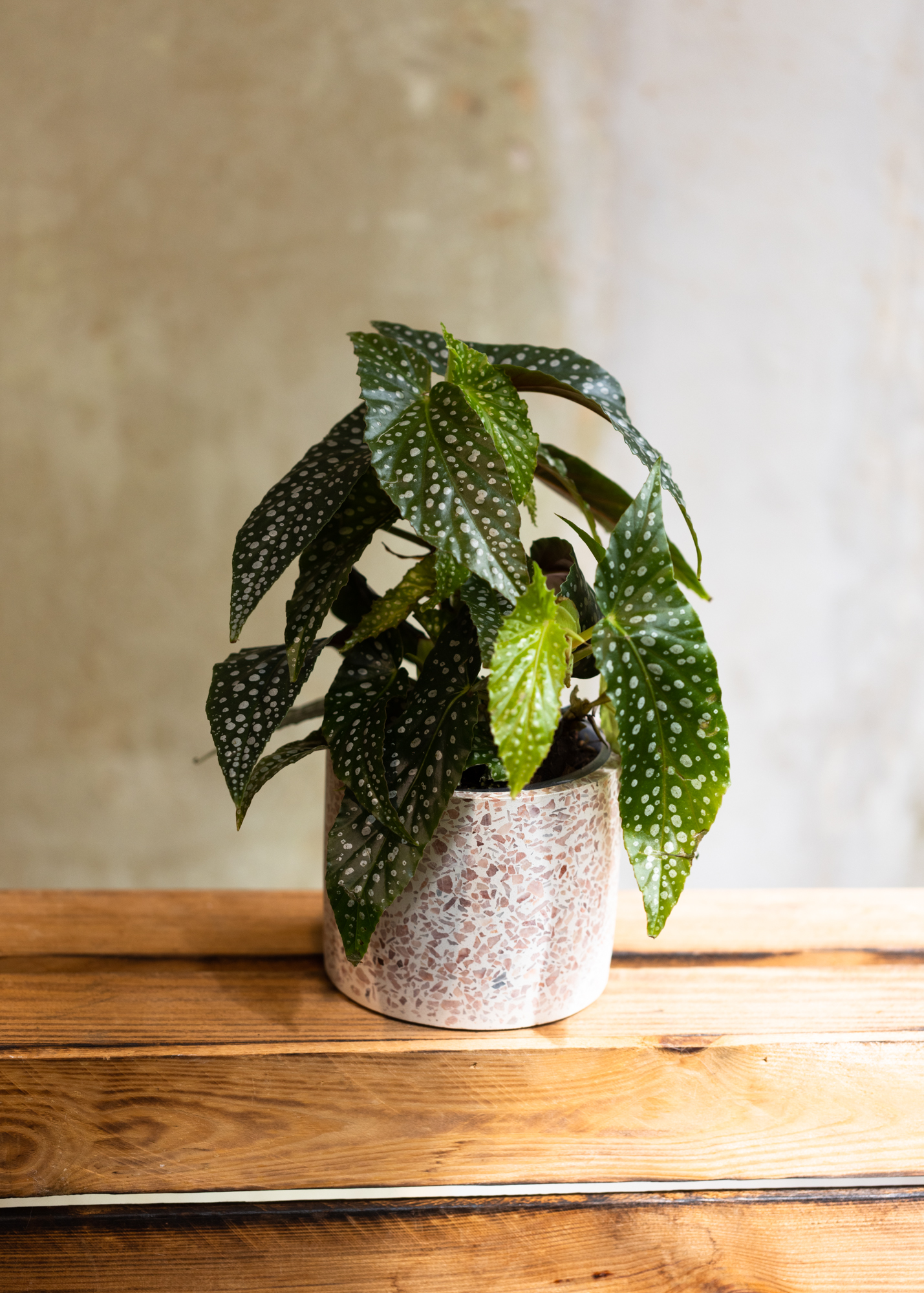 Begonia maculata white ice