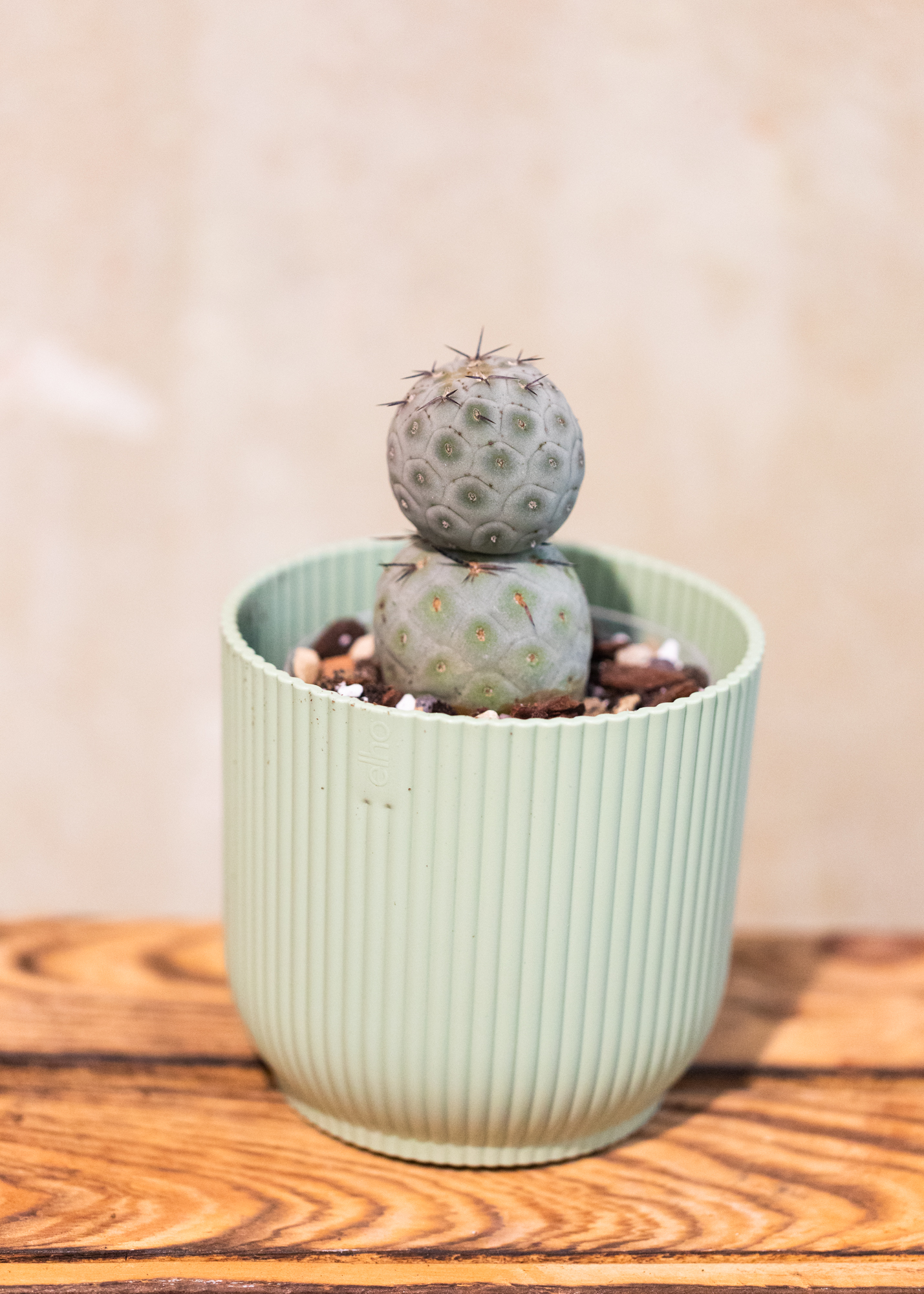 Tephrocactus geometricus