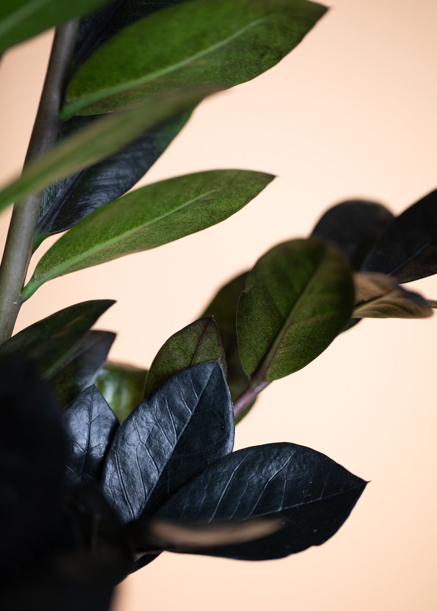 Zamioculcas Zamiifolia Raven