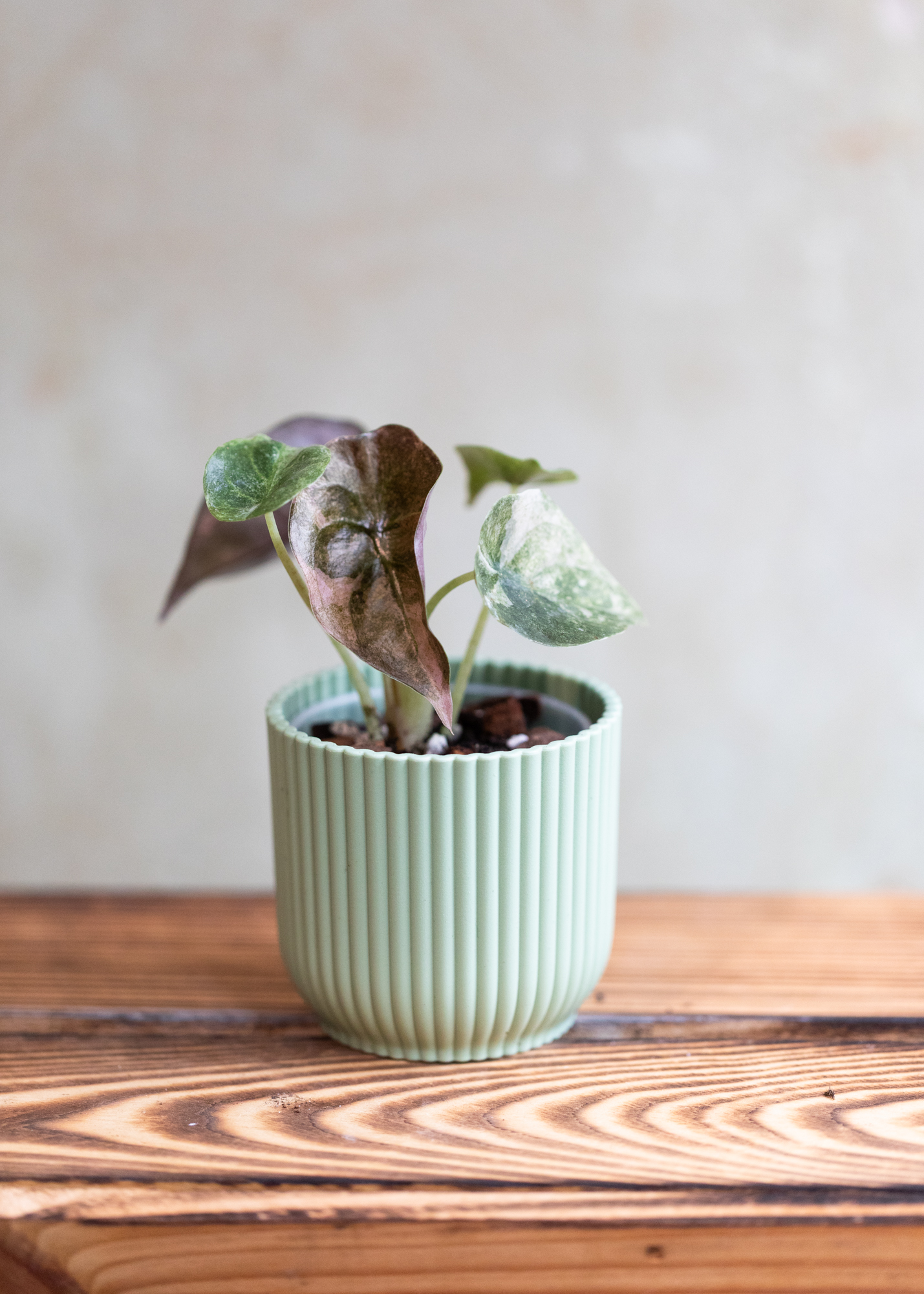 Alocasia cuprea red secret variegata 3