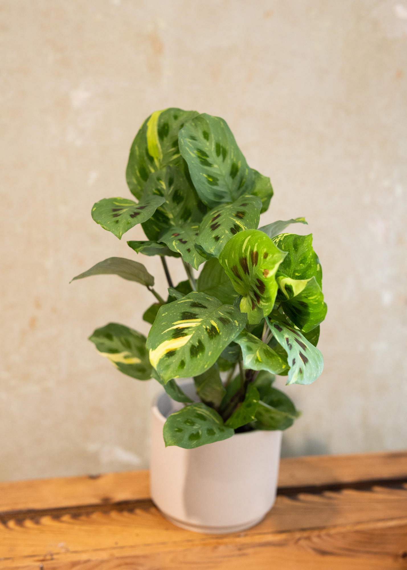 Maranta Kerchoveana Variegata