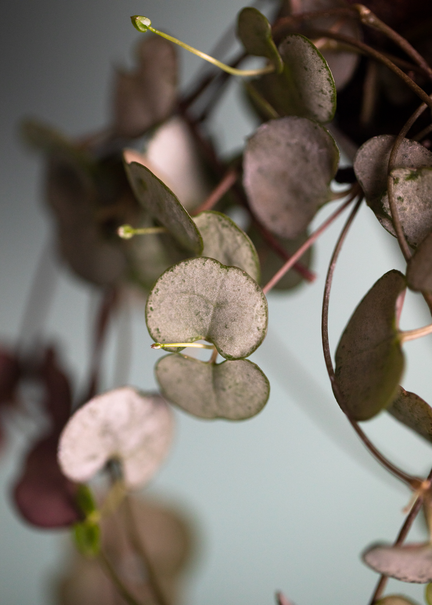 Ceropegia Woodii 'Silver Glory'