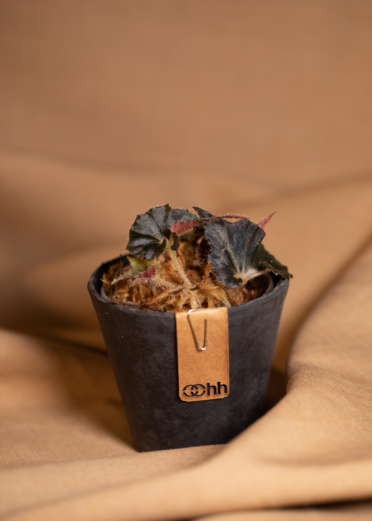 Begonia Black Fang Begonia Black Fang
