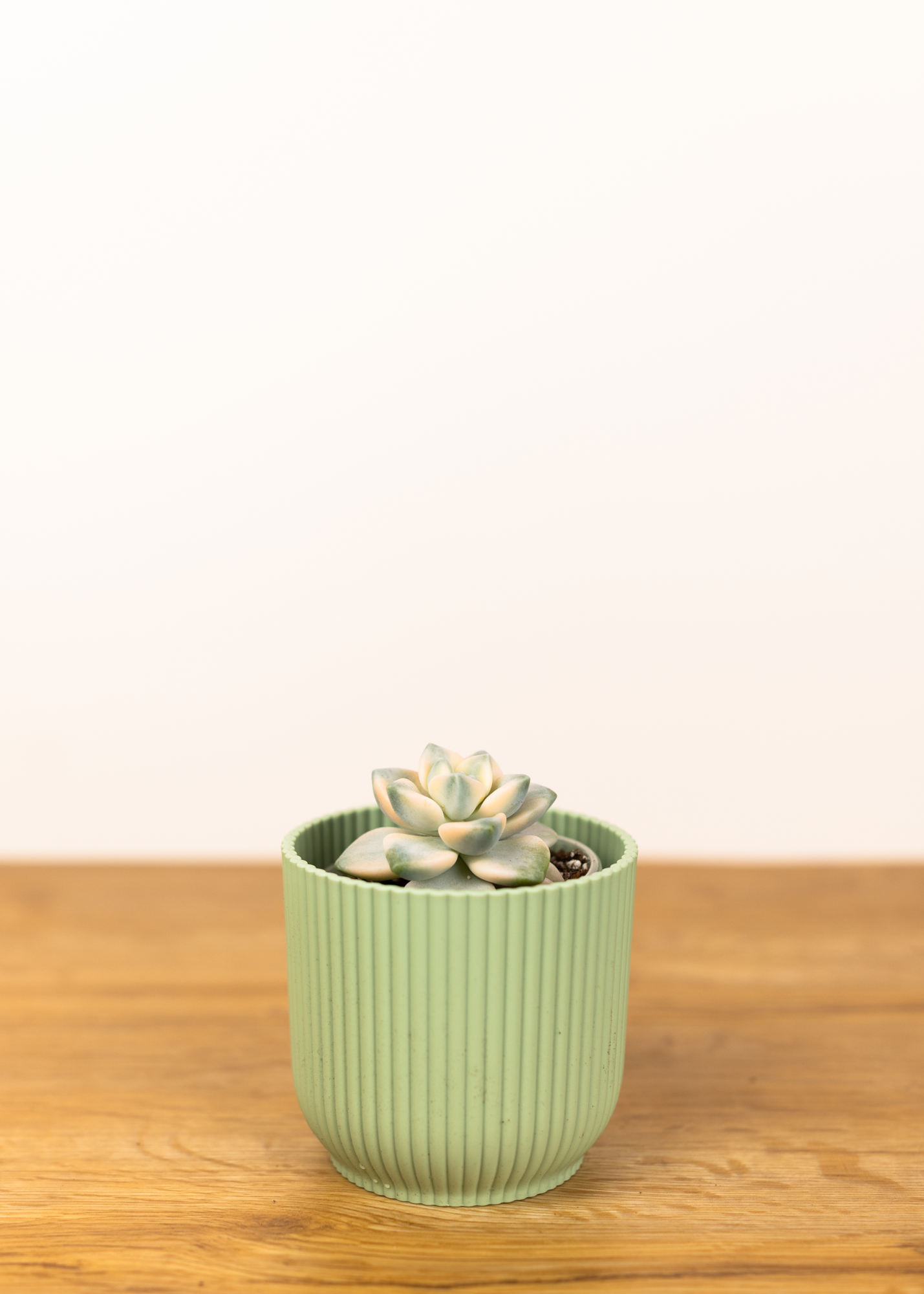 Graptoveria titubans variegata 