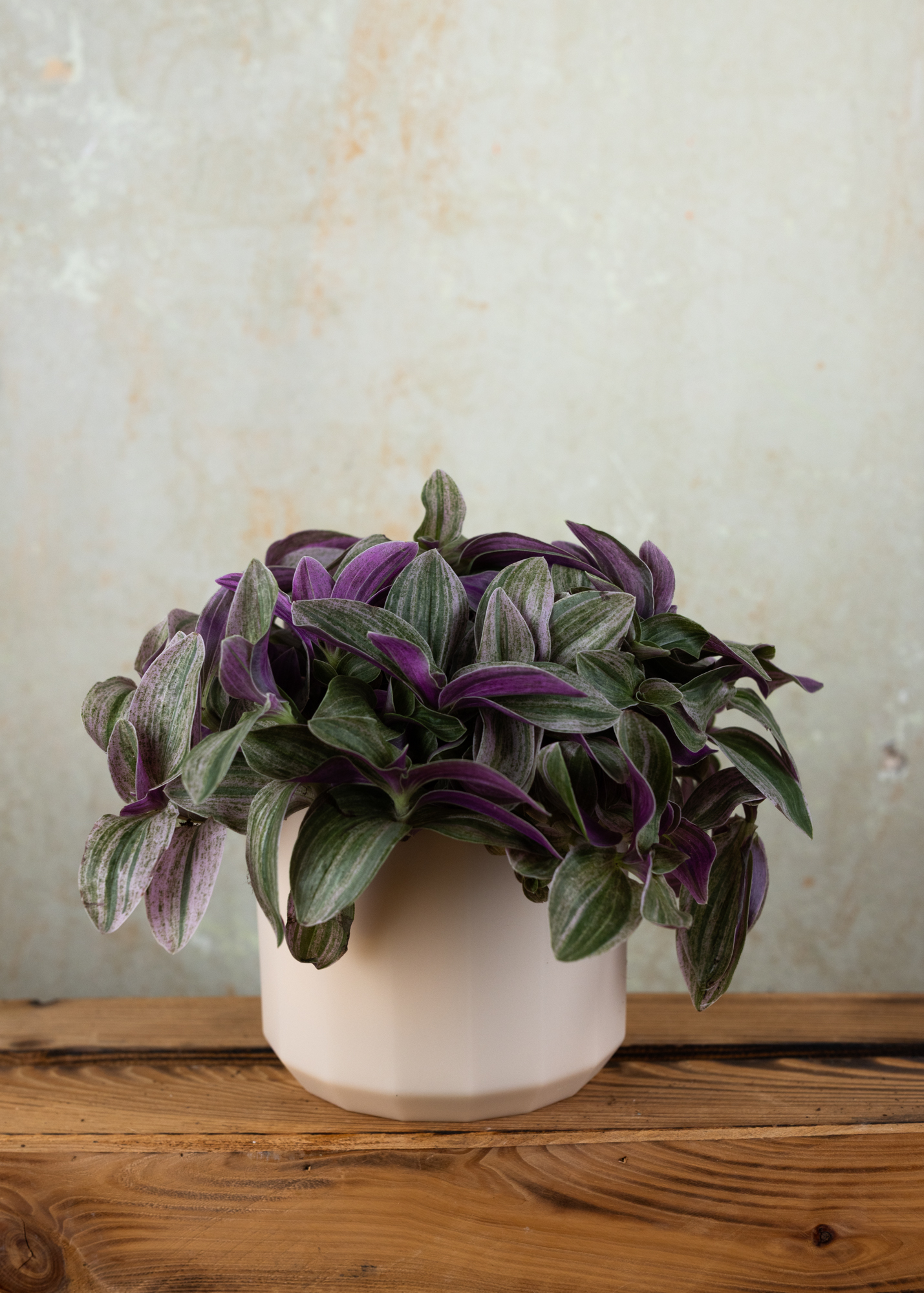 Tradescantia continental group sweet tabby