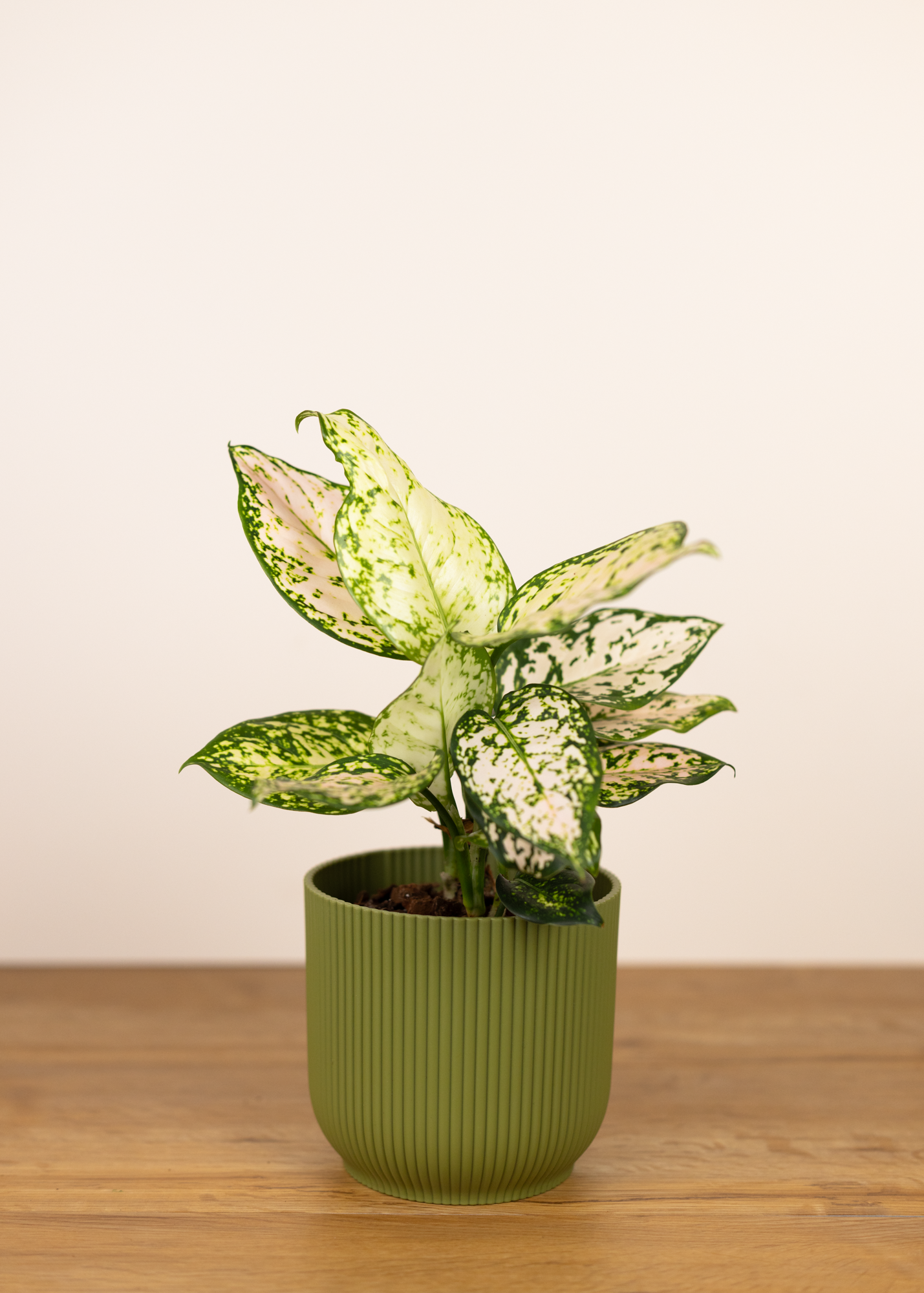 Aglaonema eileen