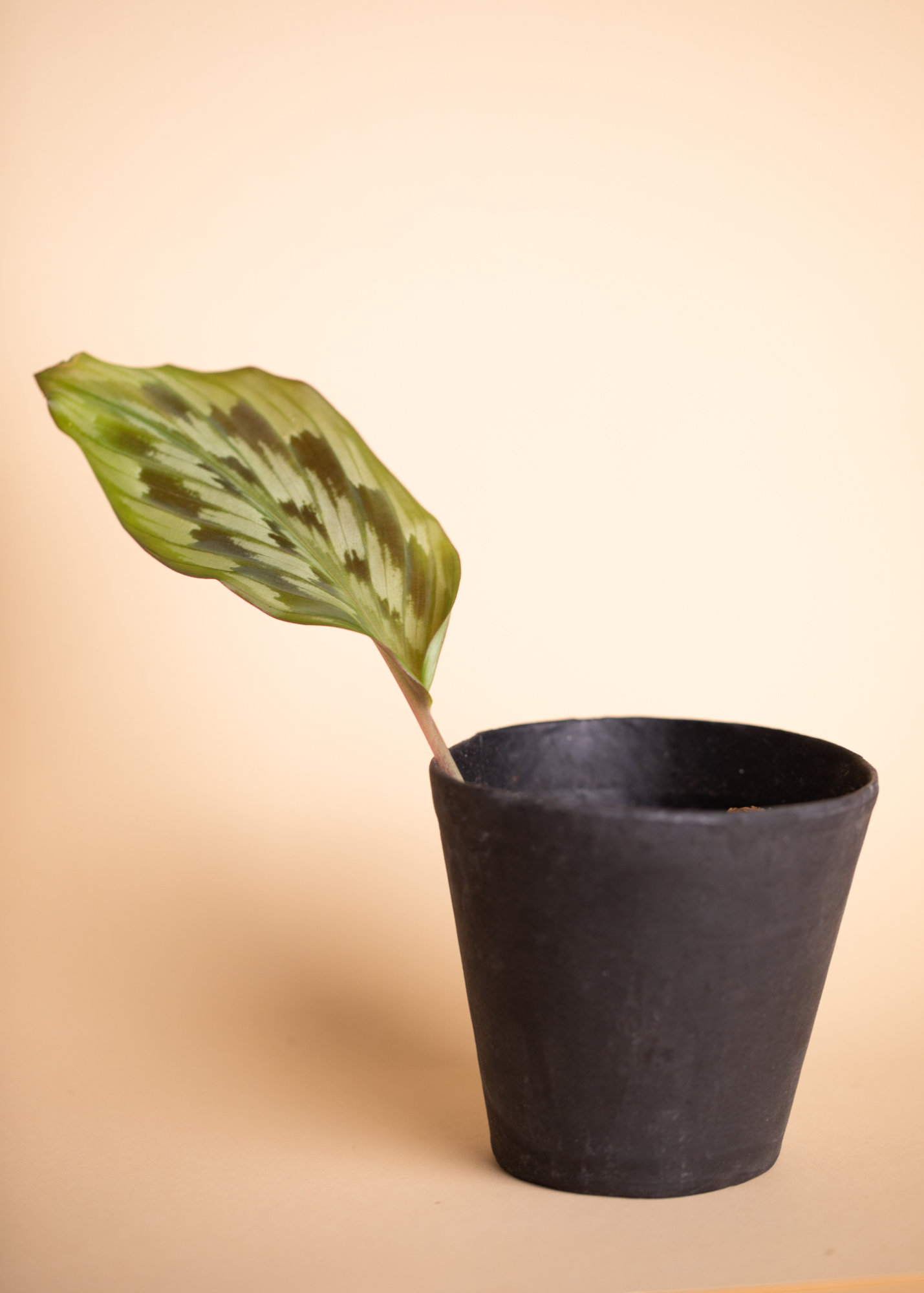 Calathea Merak