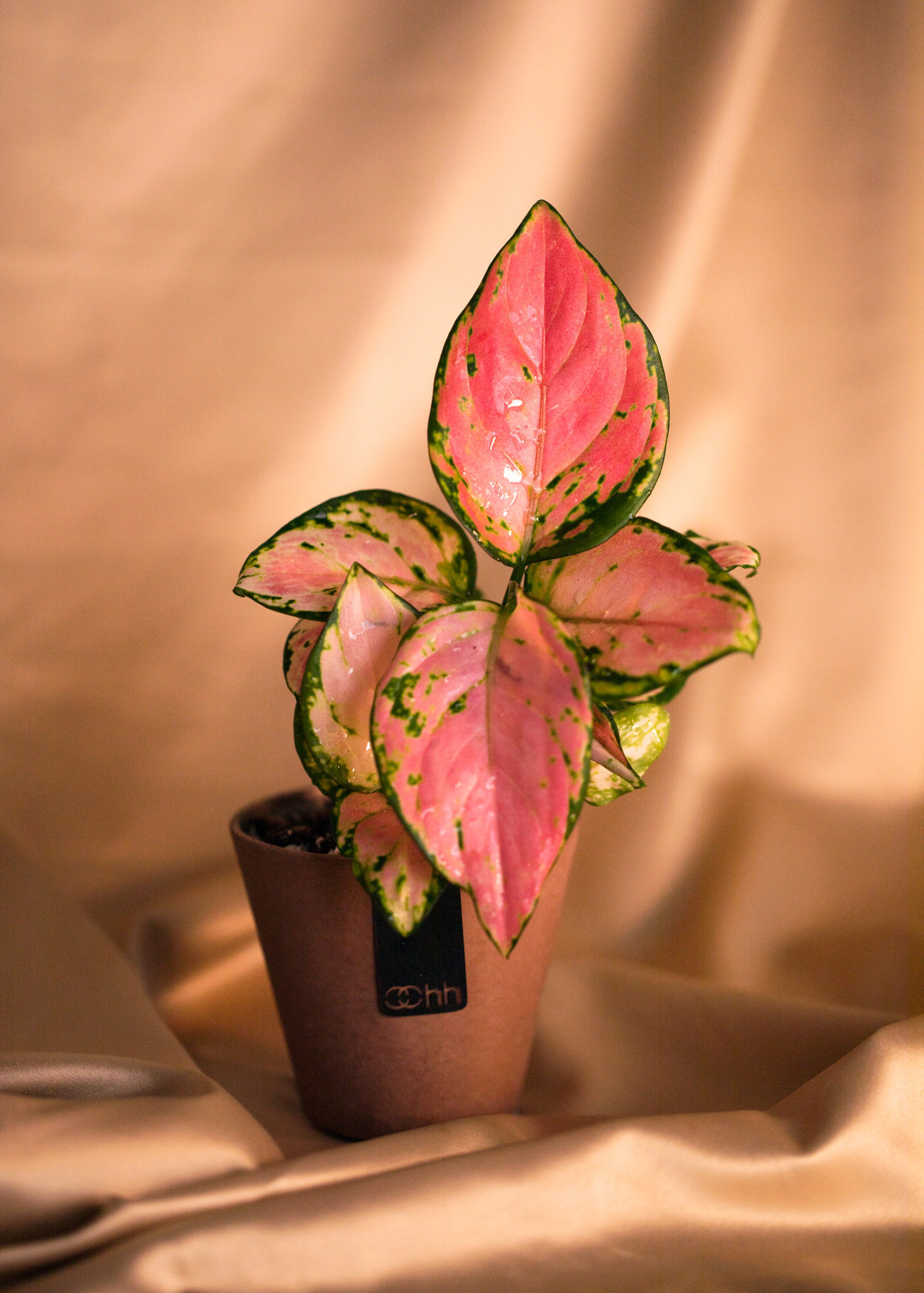 Aglaonema Pink Aglaonema Pink