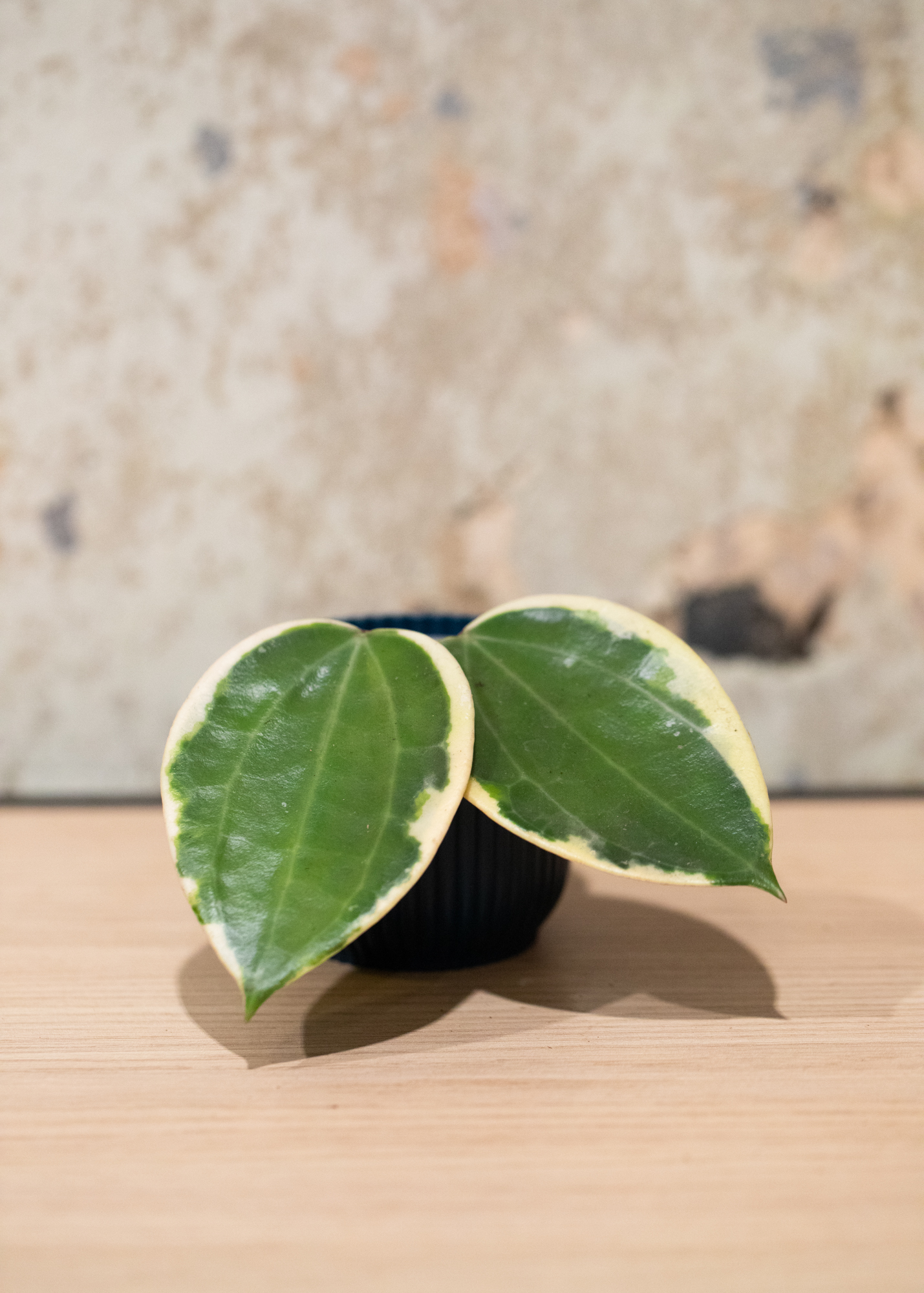 Hoya latifolia albomarginata round leaf