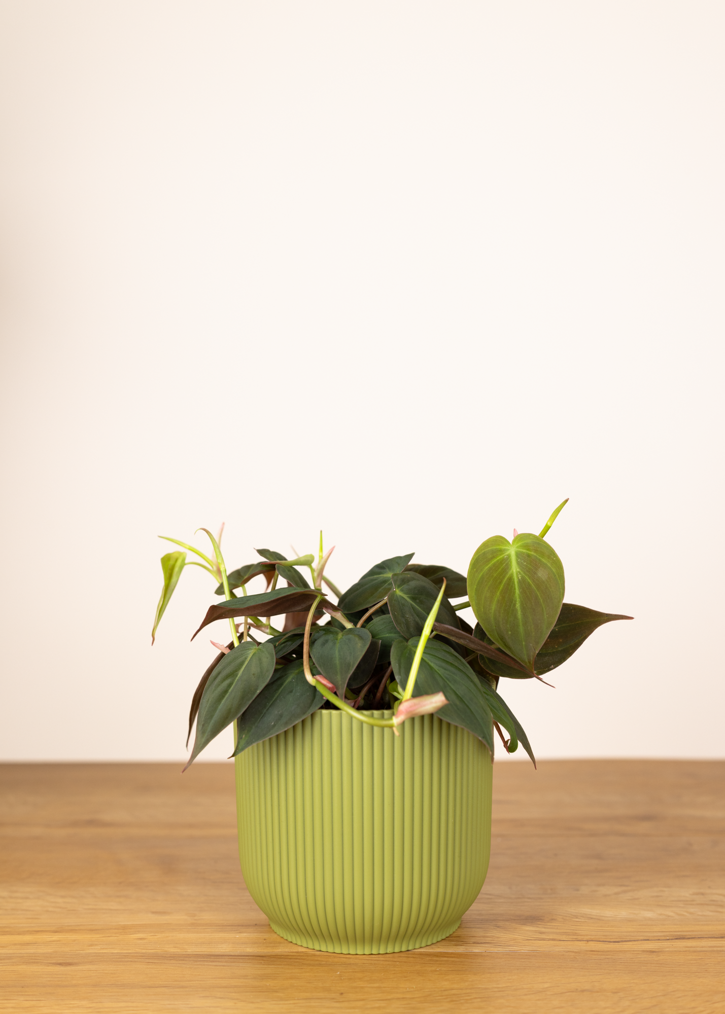 Philodendron Hederaceum var Hederaceum Micans