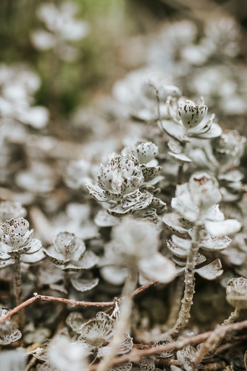 Kalanchoe Rhombopilosa