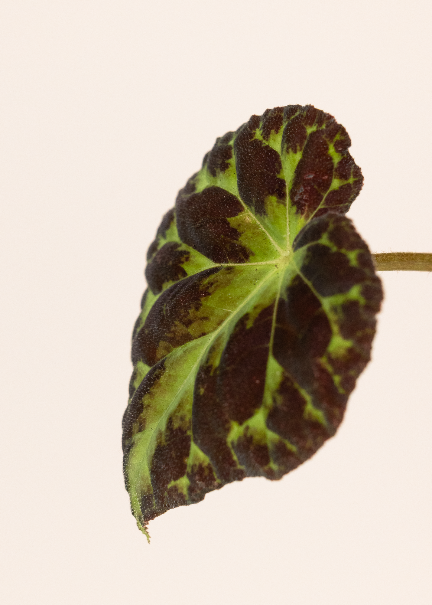 Begonia barsalouxiae