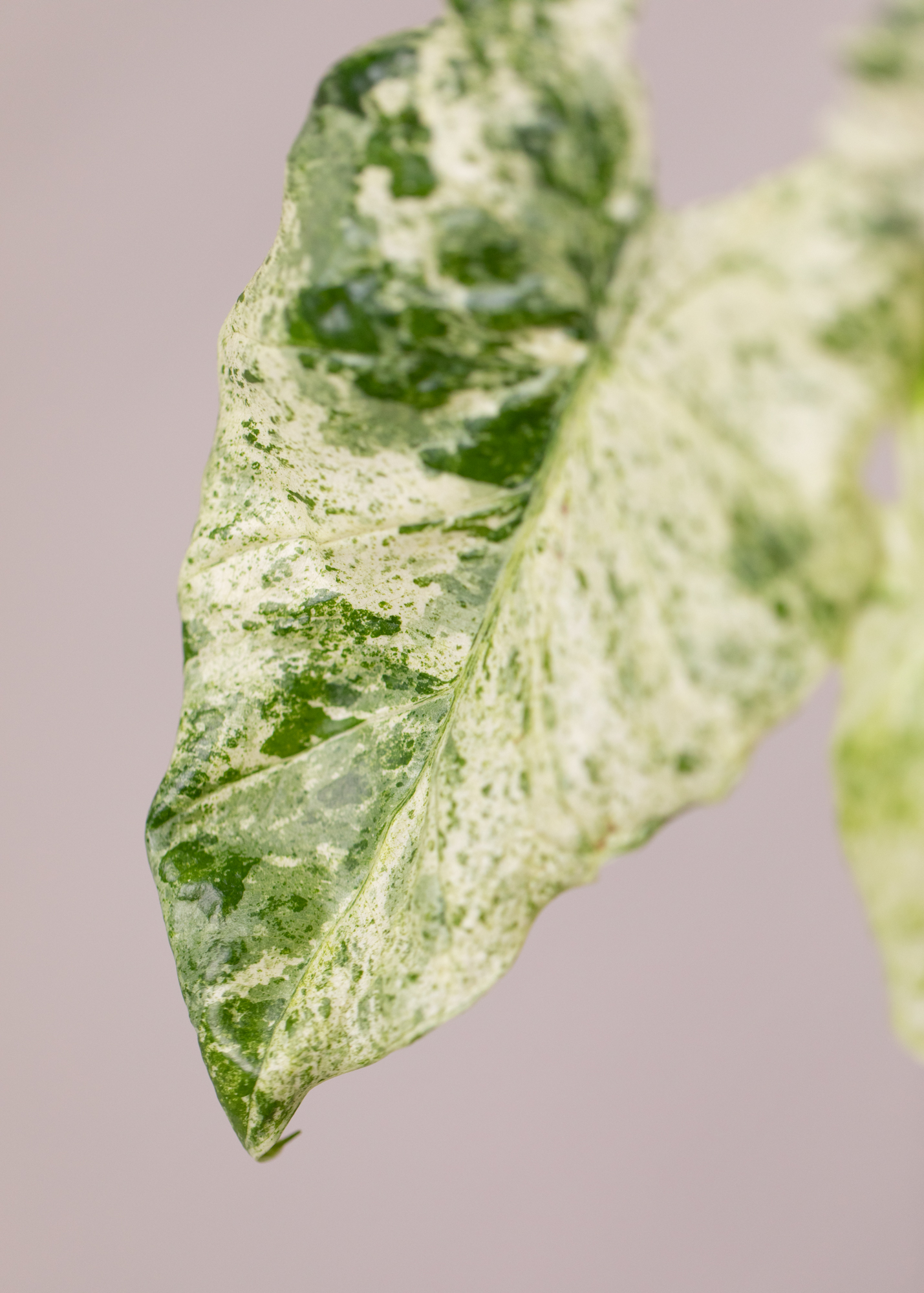 Alocasia Macrorrhiza Splash Variegata 9